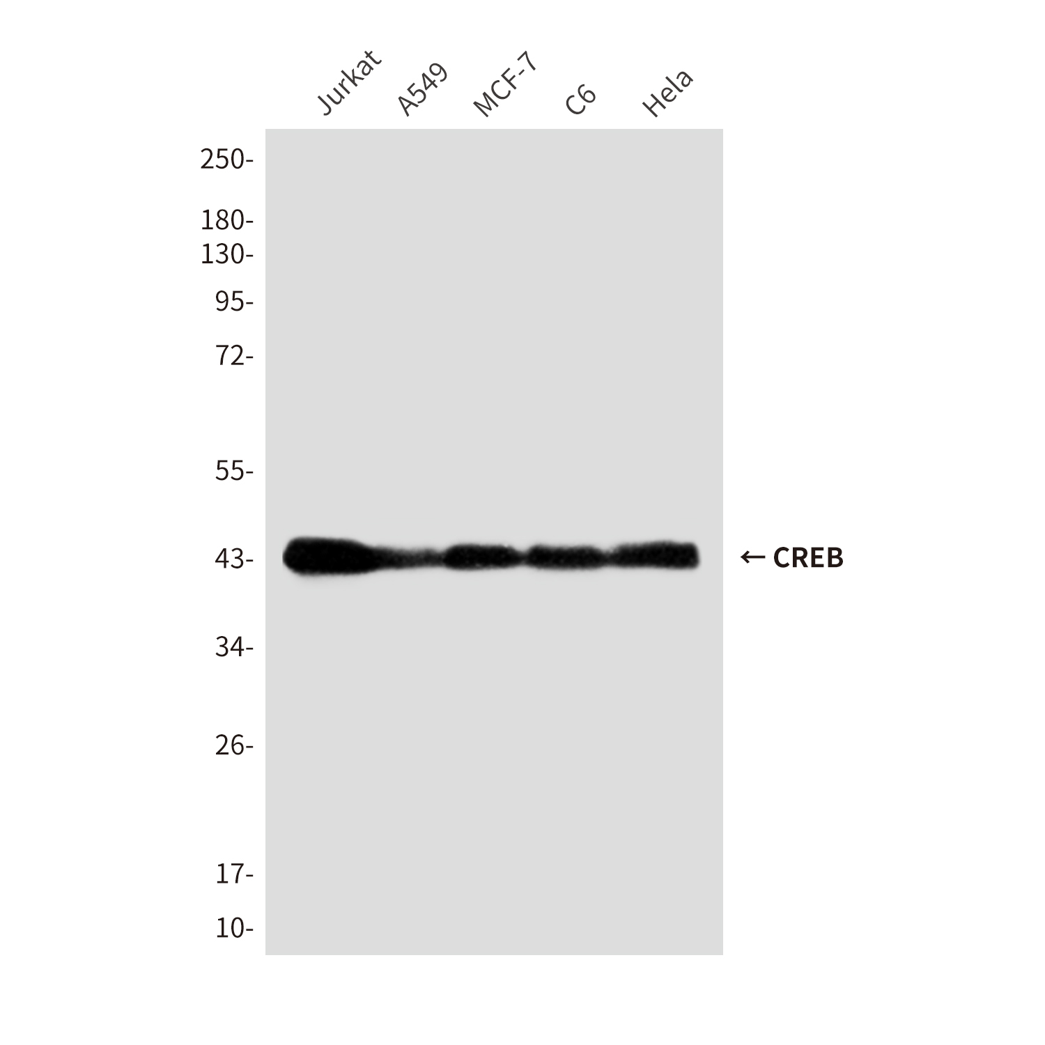 Anti-CREB Mouse mAb [30M28K98]