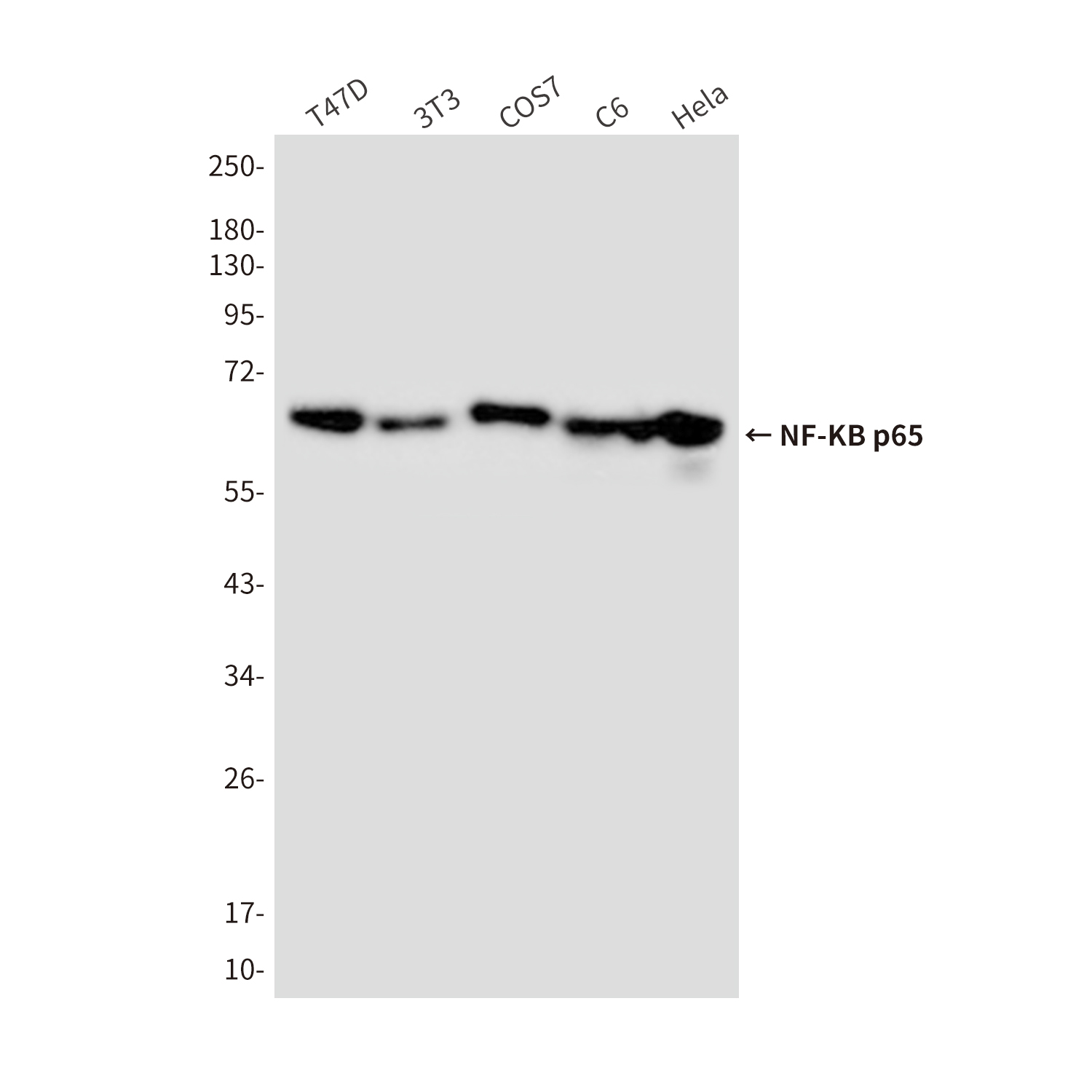 Anti-NF-KB p65 Mouse mAb [40K32K19]