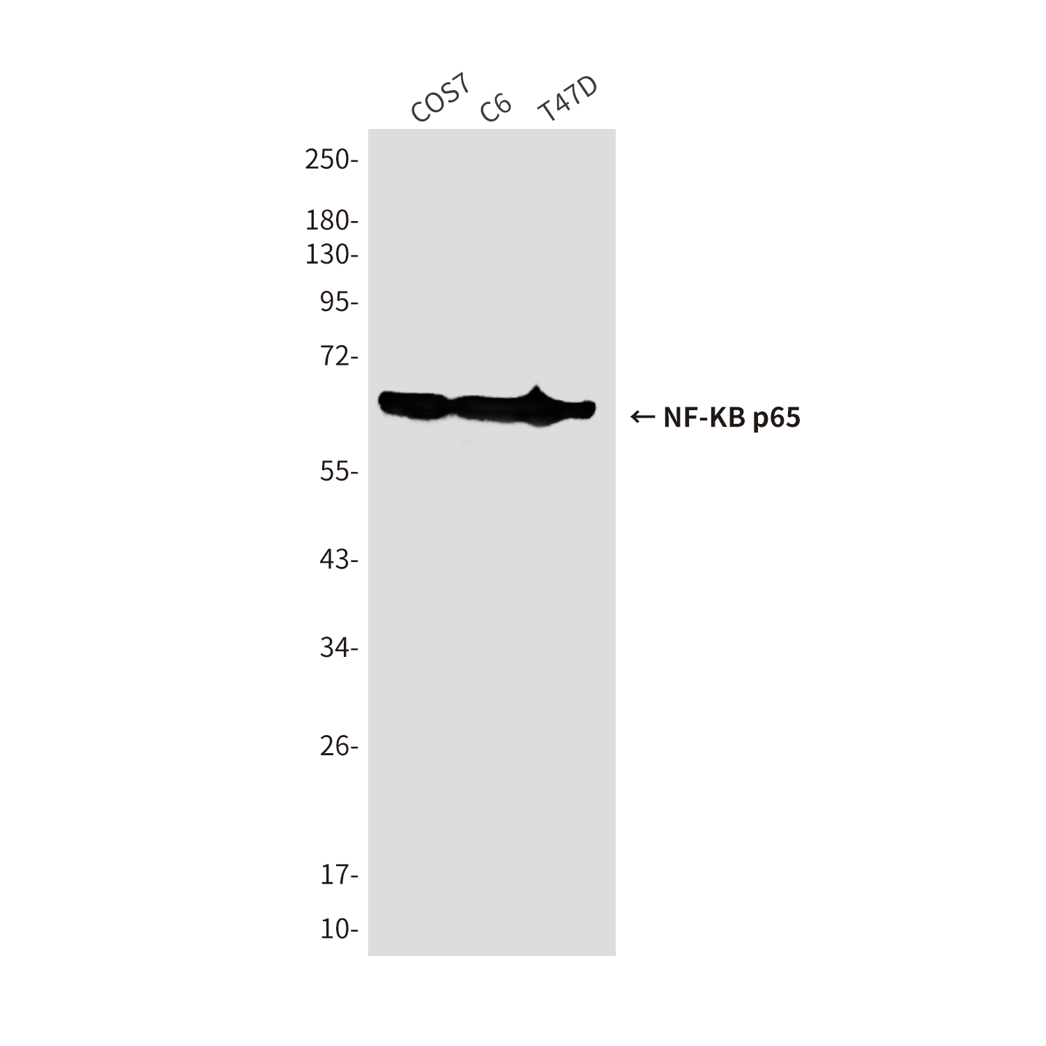Anti-NF-KB p65 Mouse mAb [40K32K19]