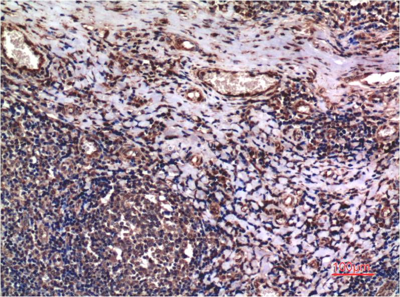 Anti-Cyclin B1 Mouse mAb [50L55M11]