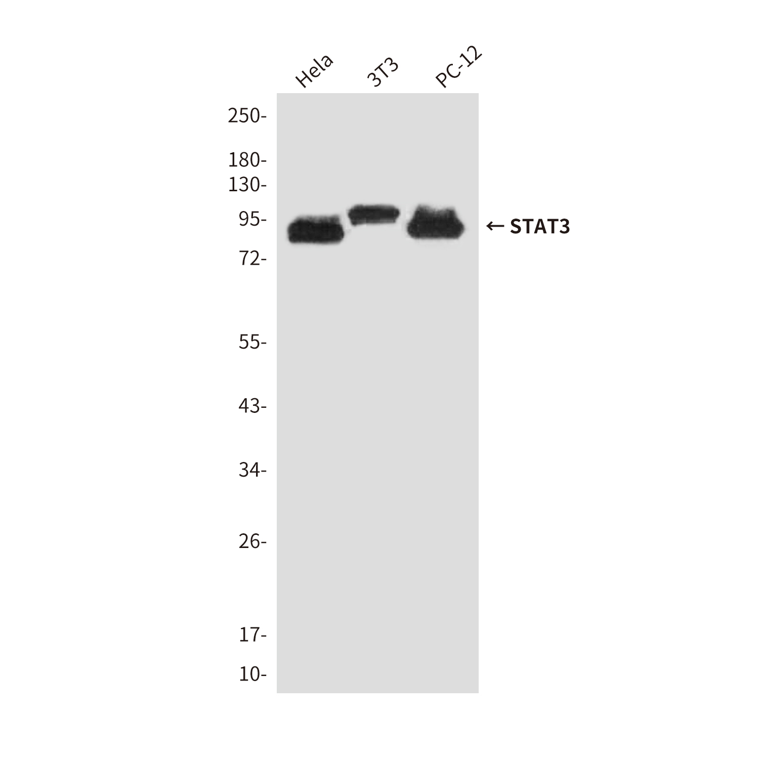 Anti-STAT3 Mouse mAb [47L67K11]