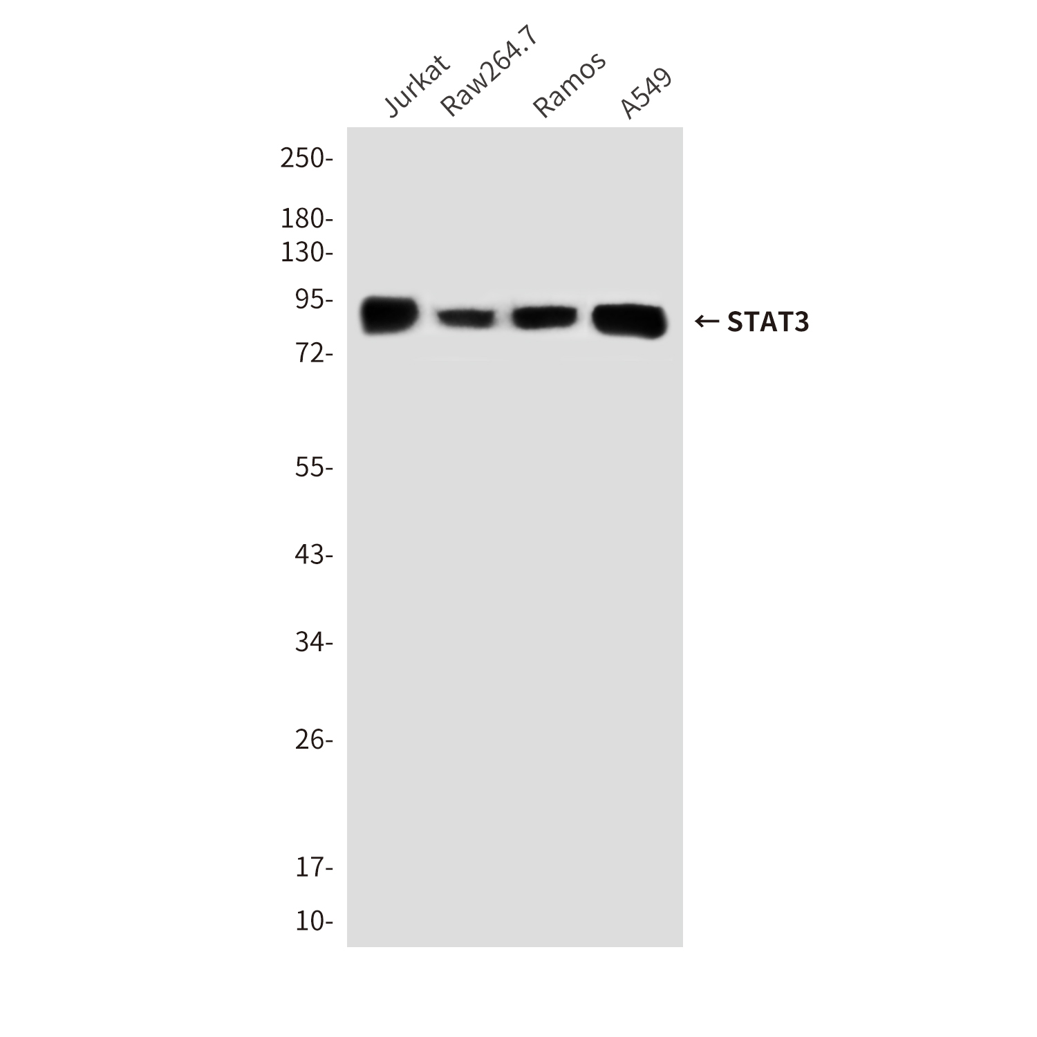 Anti-STAT3 Mouse mAb [47L67K11]