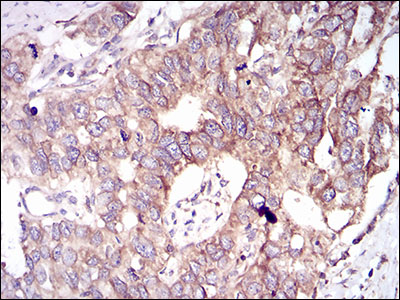 Anti-GSK3 beta Mouse mAb [72K74K70]