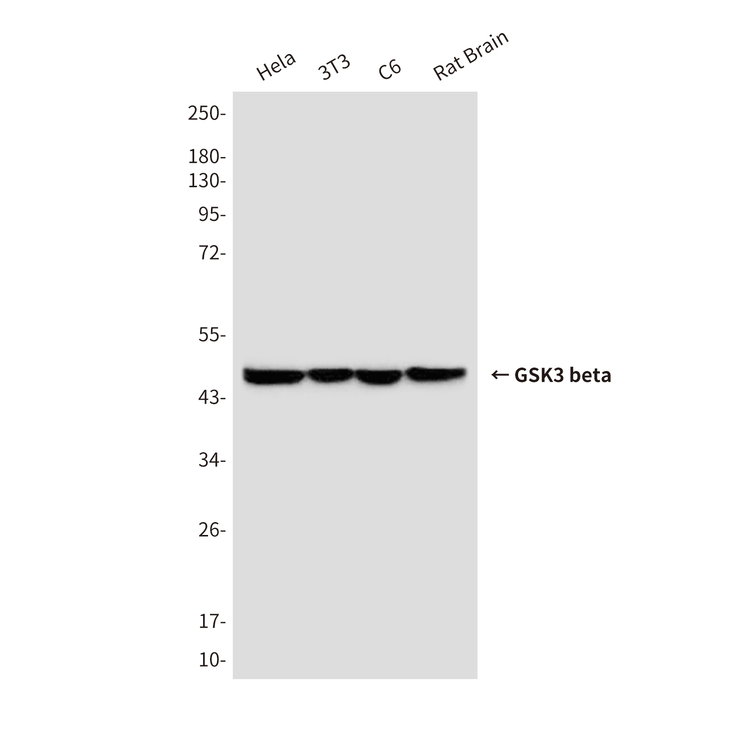 Anti-GSK3 beta Mouse mAb [72K74K70]