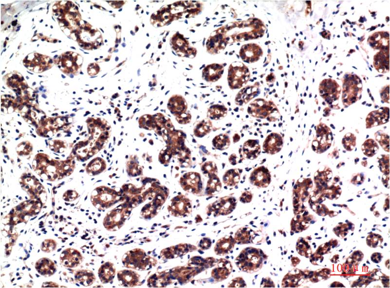 Anti-Phospho-ERK1/2 (Tyr222/Tyr205) Mouse mAb [53M93L10]
