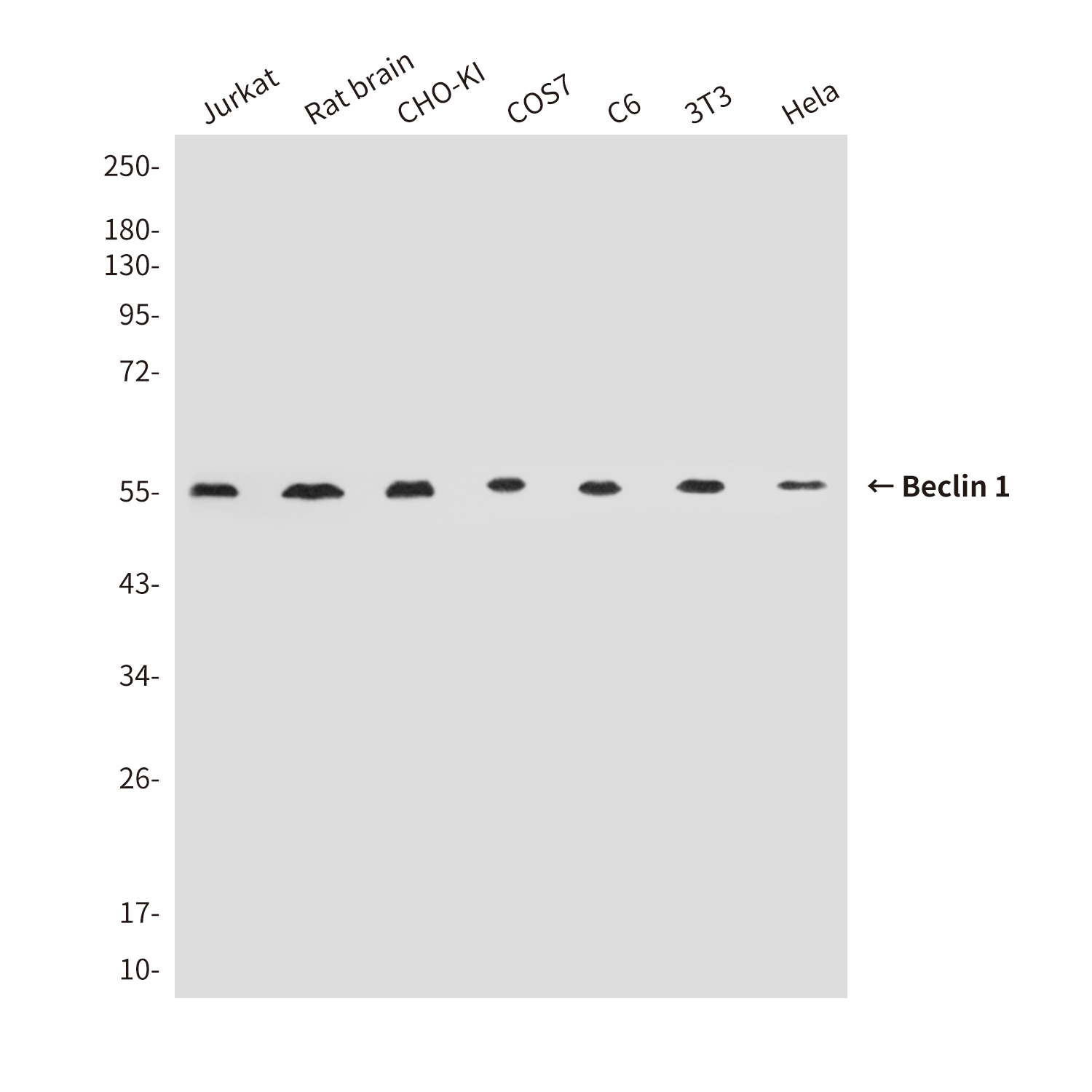 Anti-Beclin 1 Mouse mAb [78L98L49]