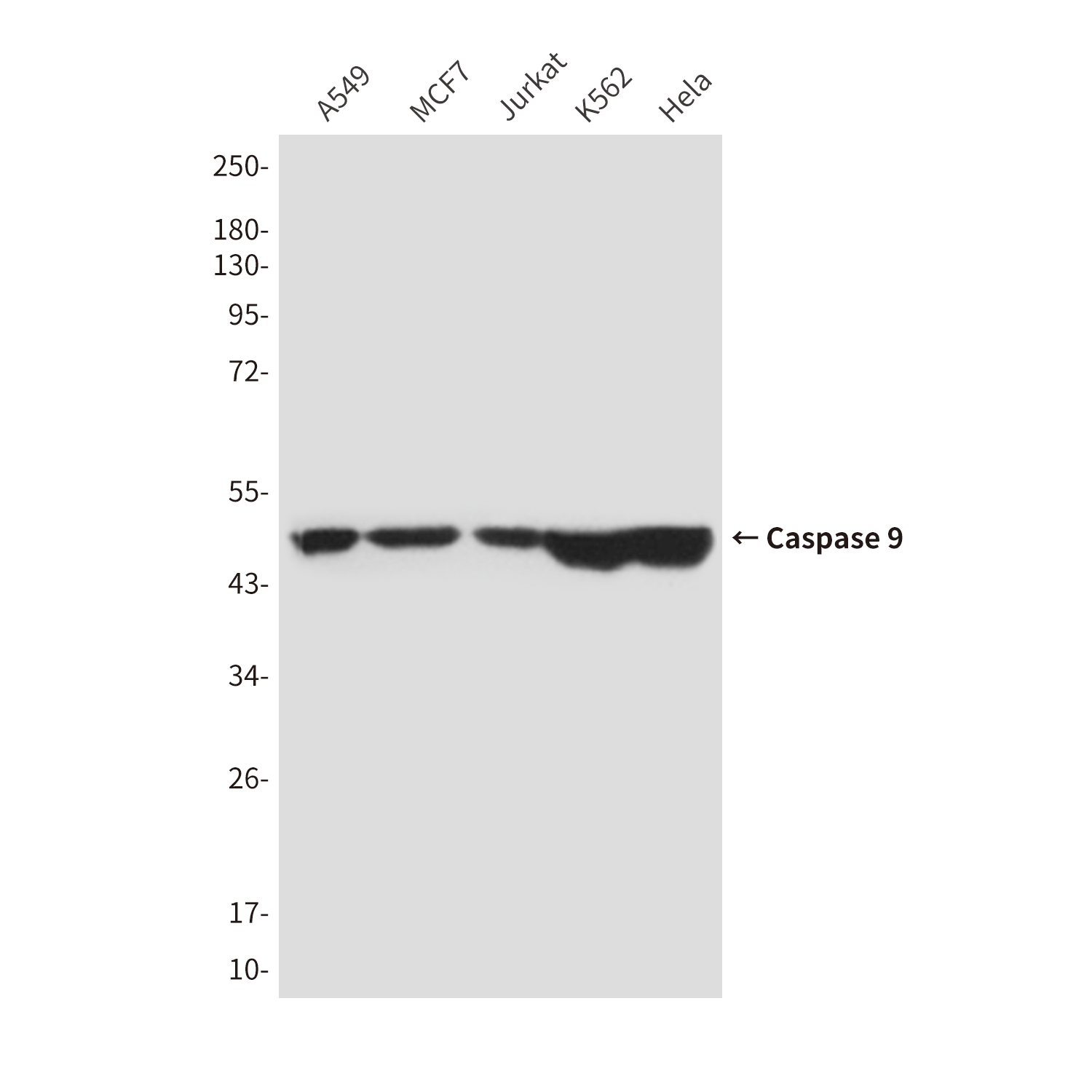 Anti-Caspase 9 Mouse mAb [91L37K80]