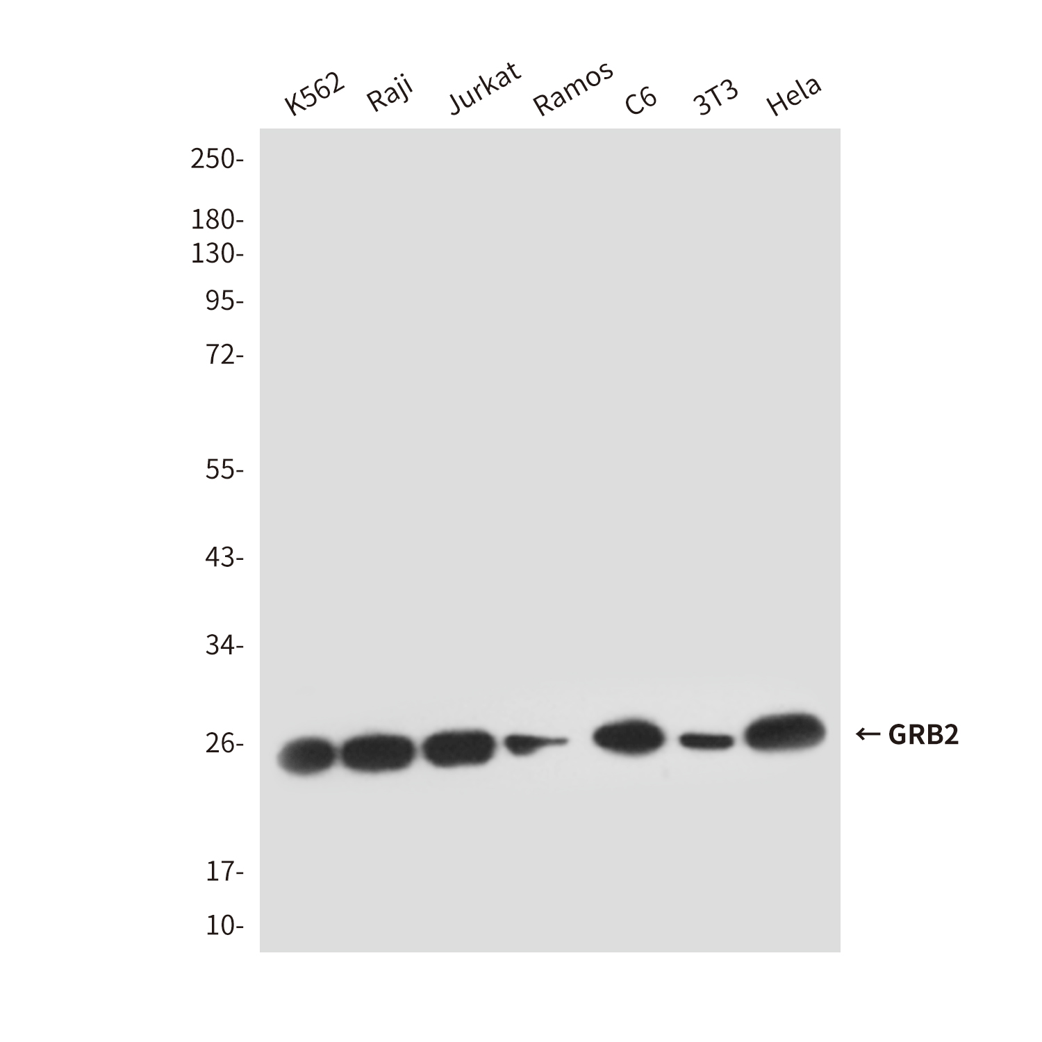 Anti-GRB2 Mouse mAb [52L53L01]