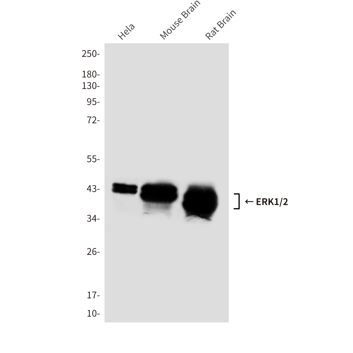 Anti-ERK1/2 Mouse mAb [43K23L21]