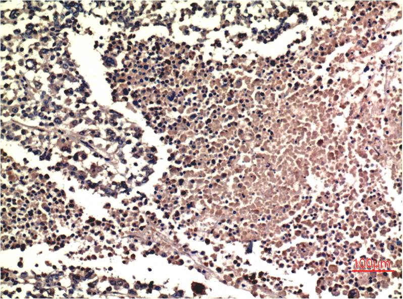 Anti-ERK1/2 Mouse mAb [43K23L21]