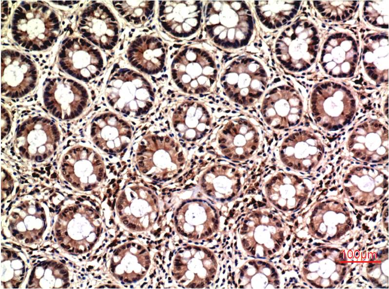 Anti-ERK1/2 Mouse mAb [43K23L21]