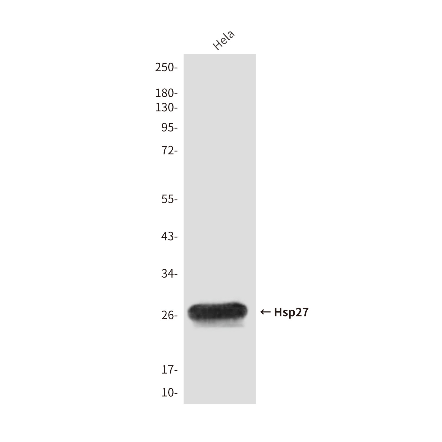 Anti-Hsp27 Mouse mAb [17M68L67]