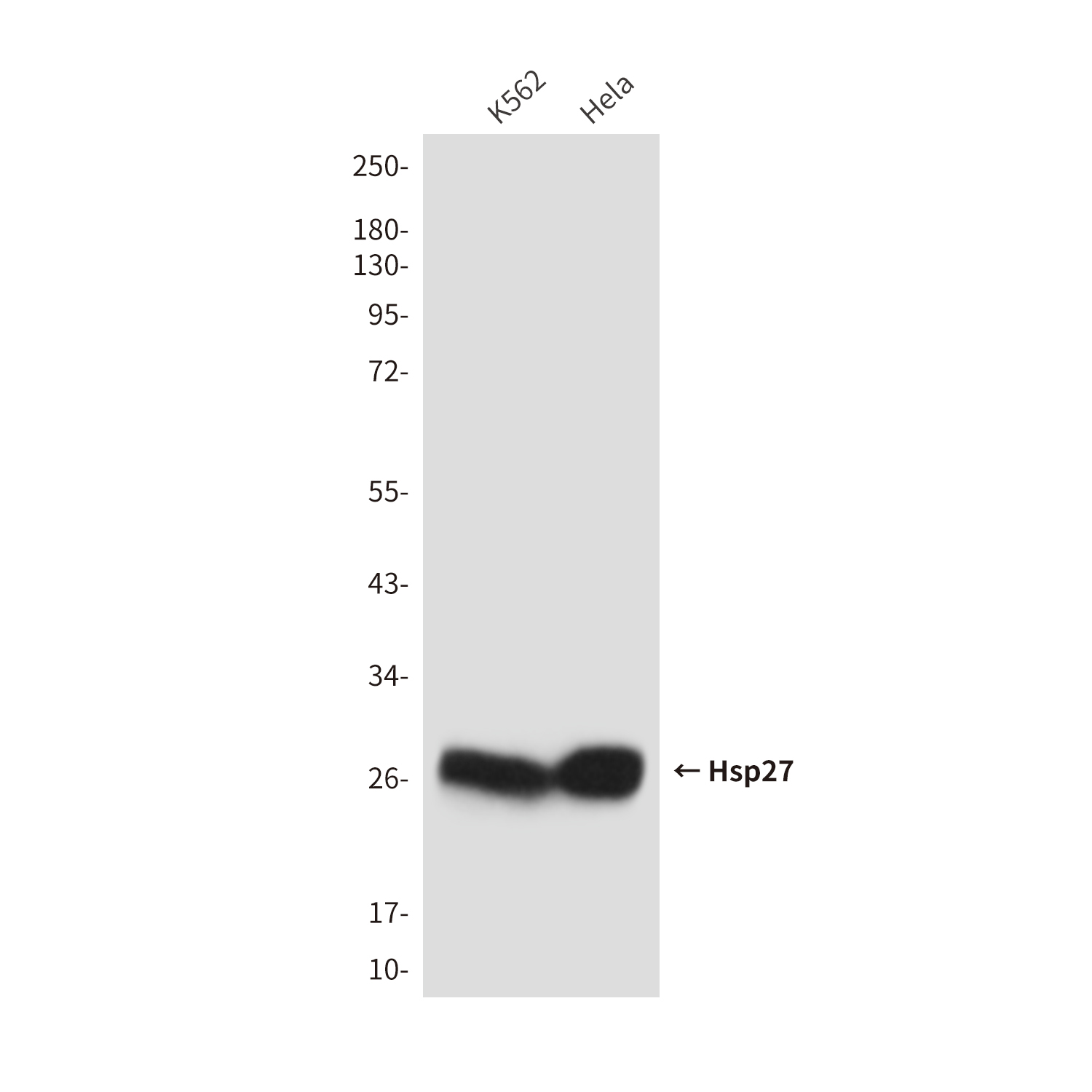Anti-Hsp27 Mouse mAb [17M68L67]