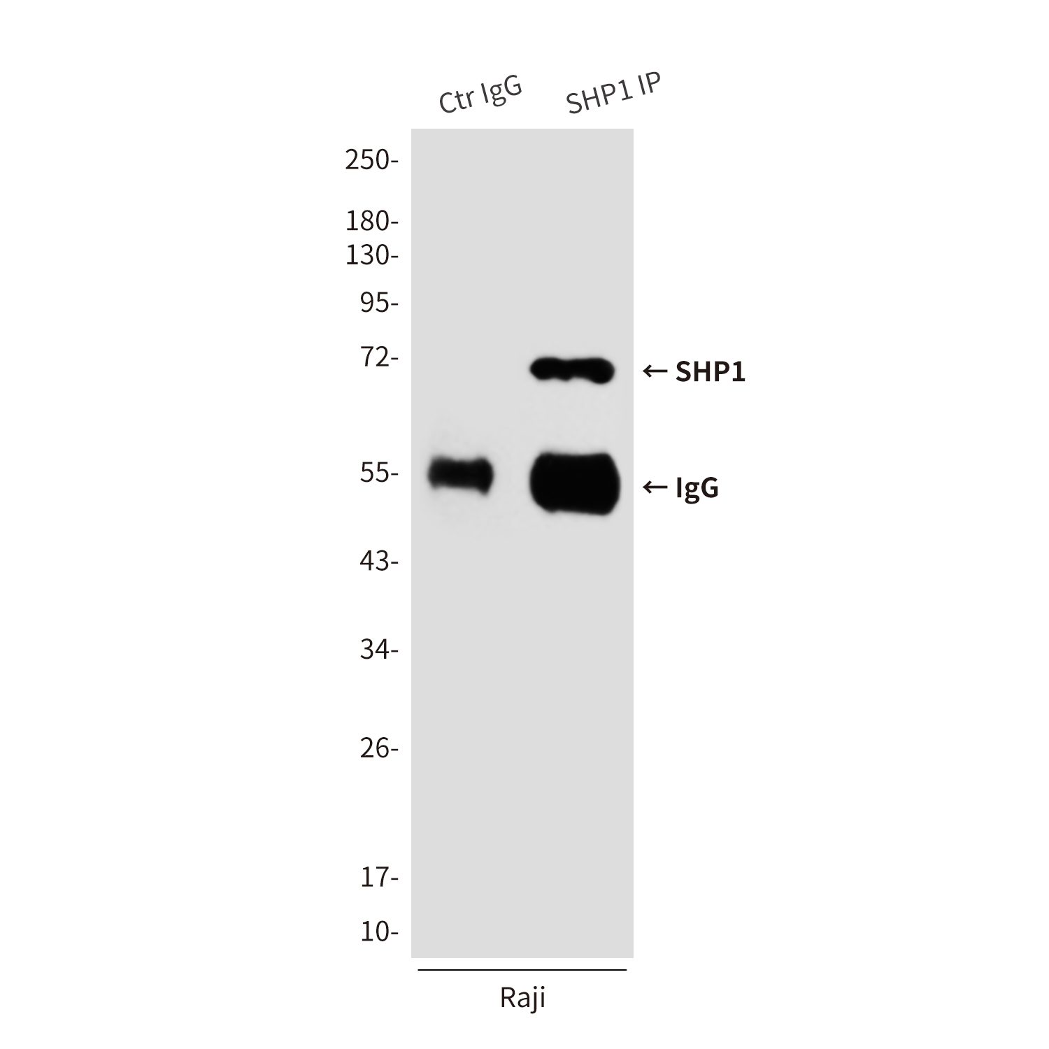 Anti-SHP1 Mouse mAb [53M79M38]