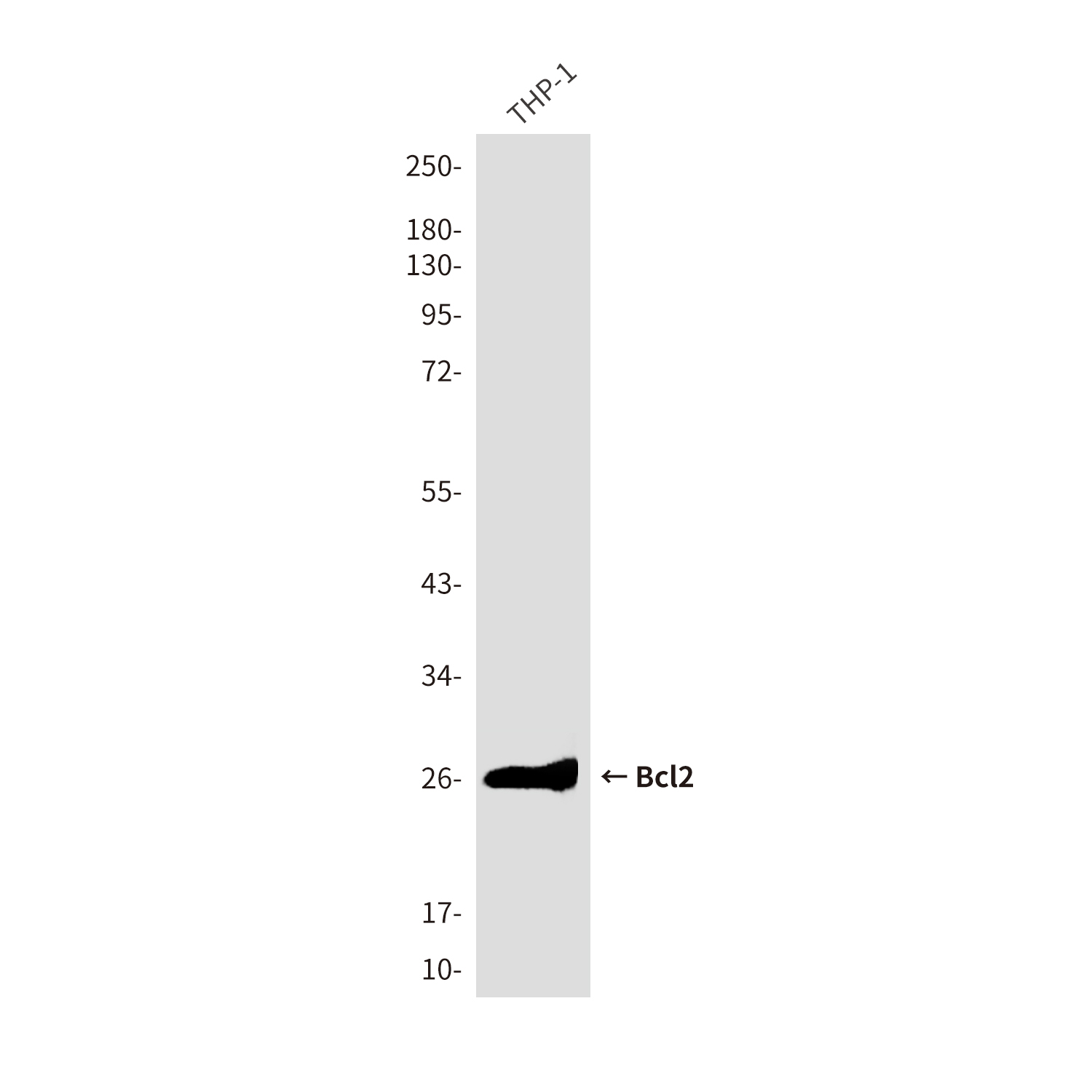 Anti-Bcl2 Mouse mAb [26L16K77]