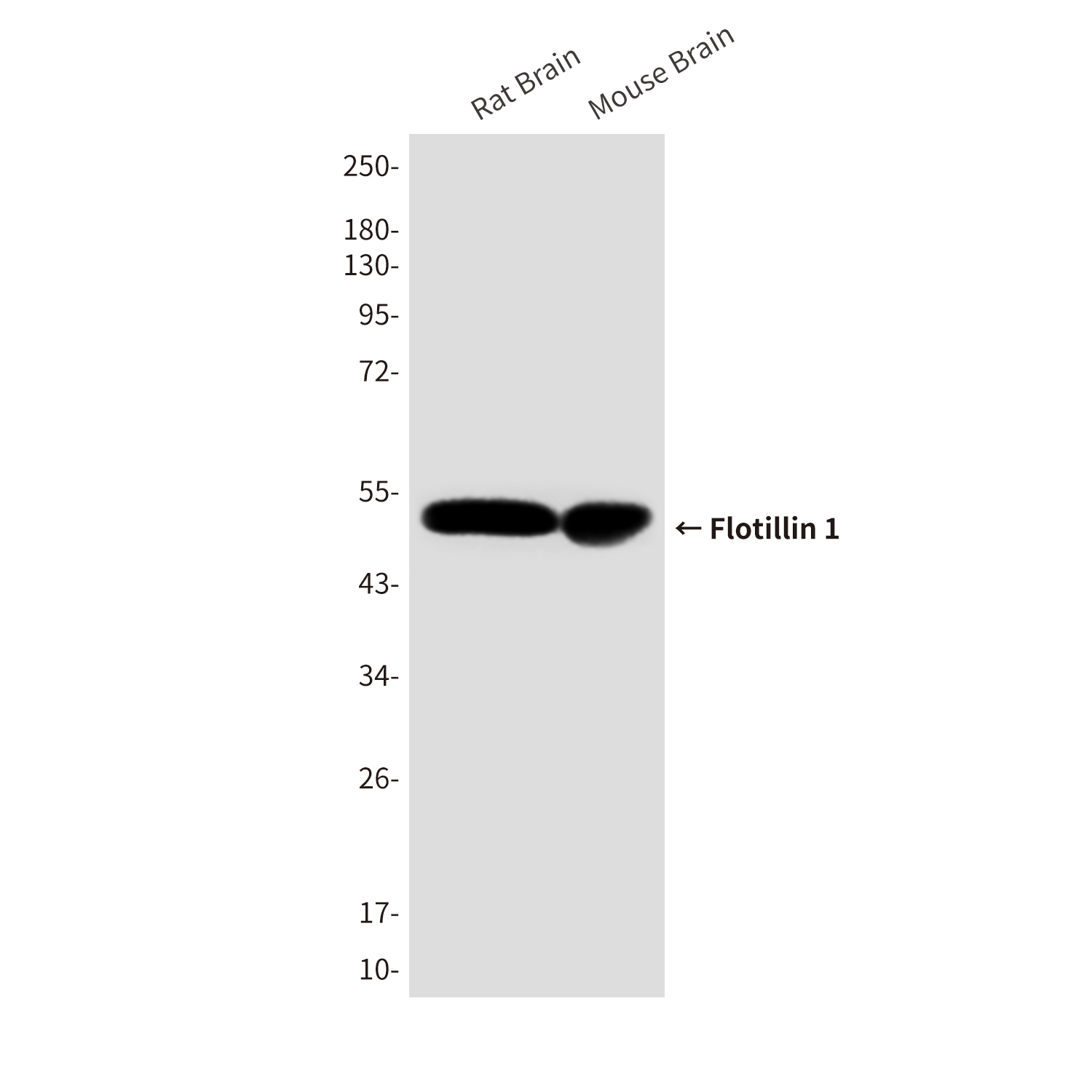 Anti-Flotillin 1 Mouse mAb [33K01M26]