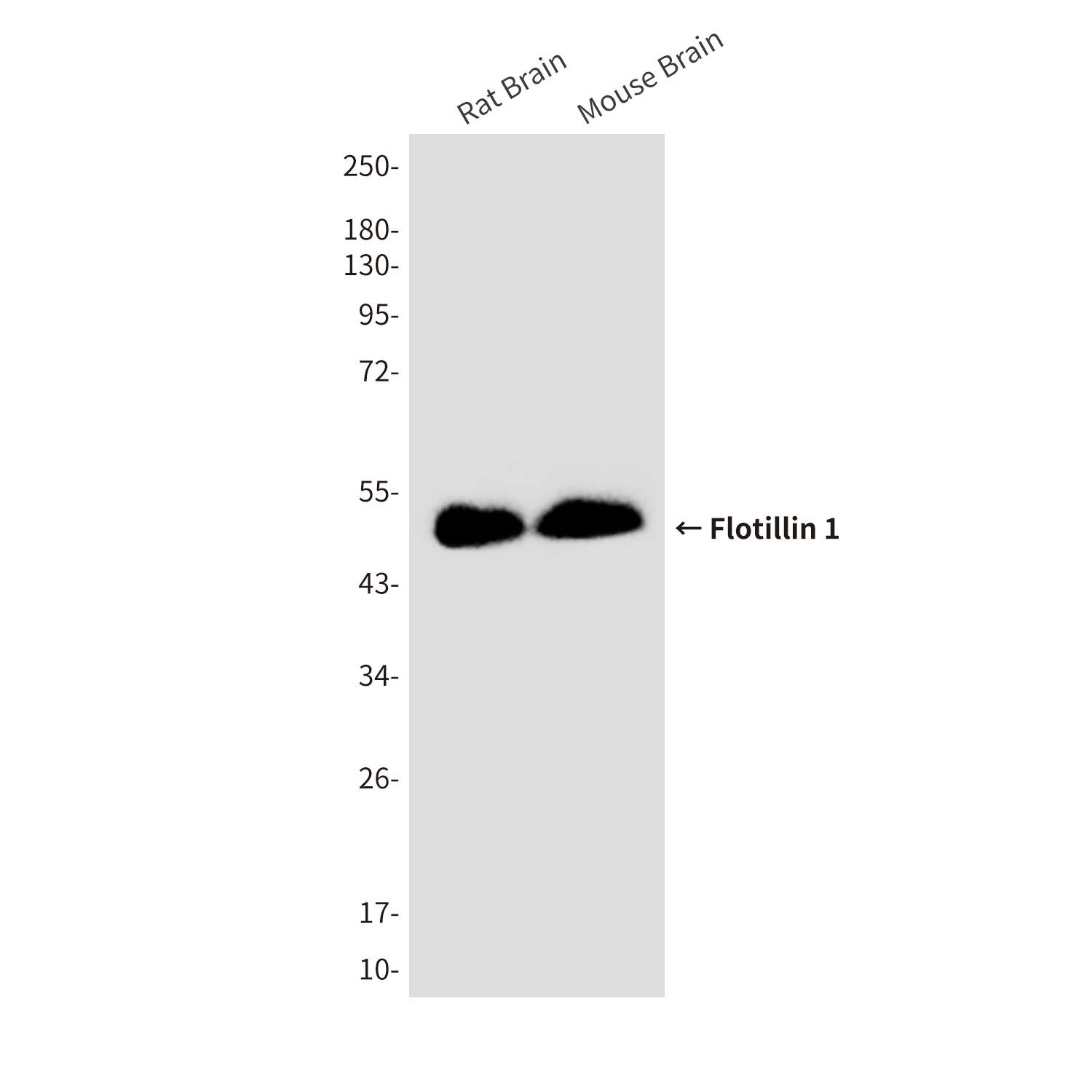 Anti-Flotillin 1 Mouse mAb [33K01M26]