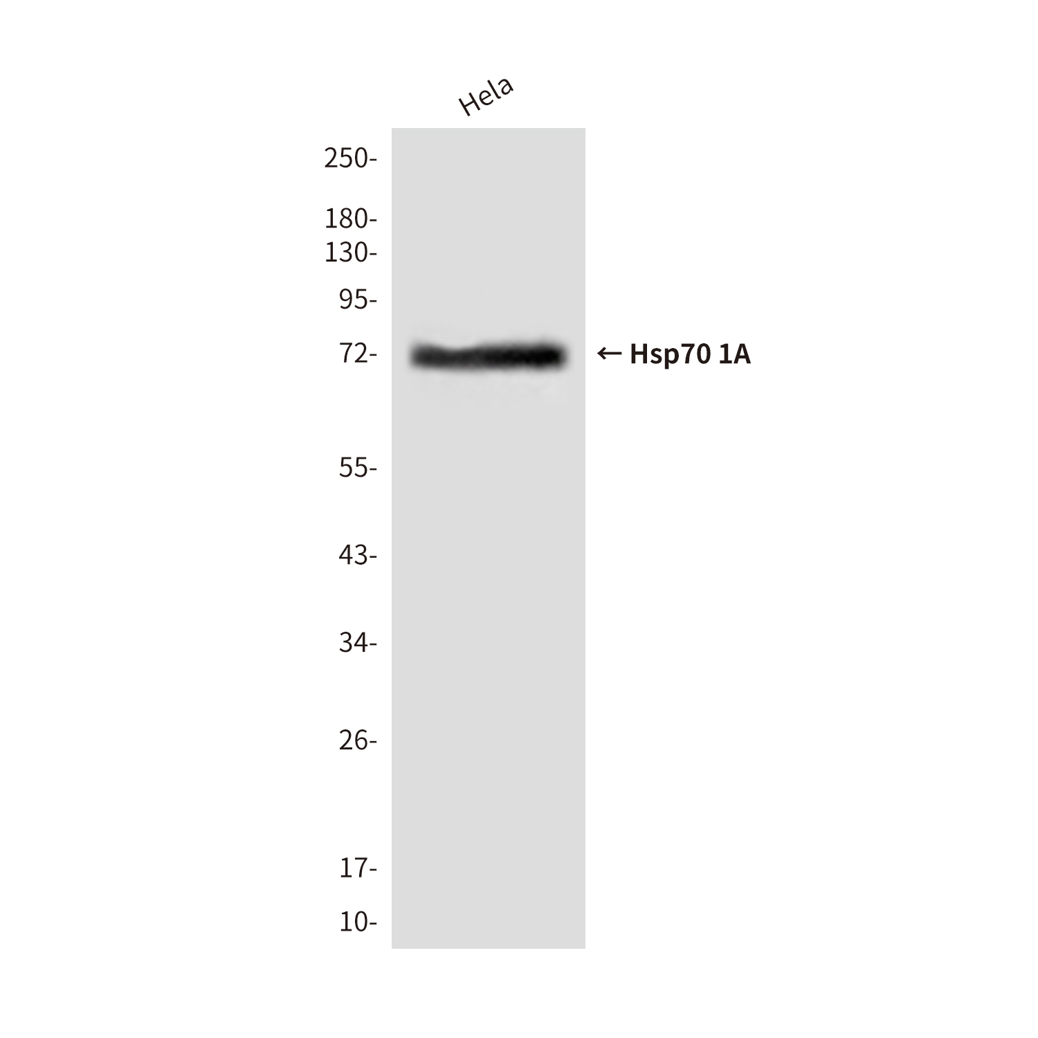 Anti-Hsp70 1A Mouse mAb [98K85L07]