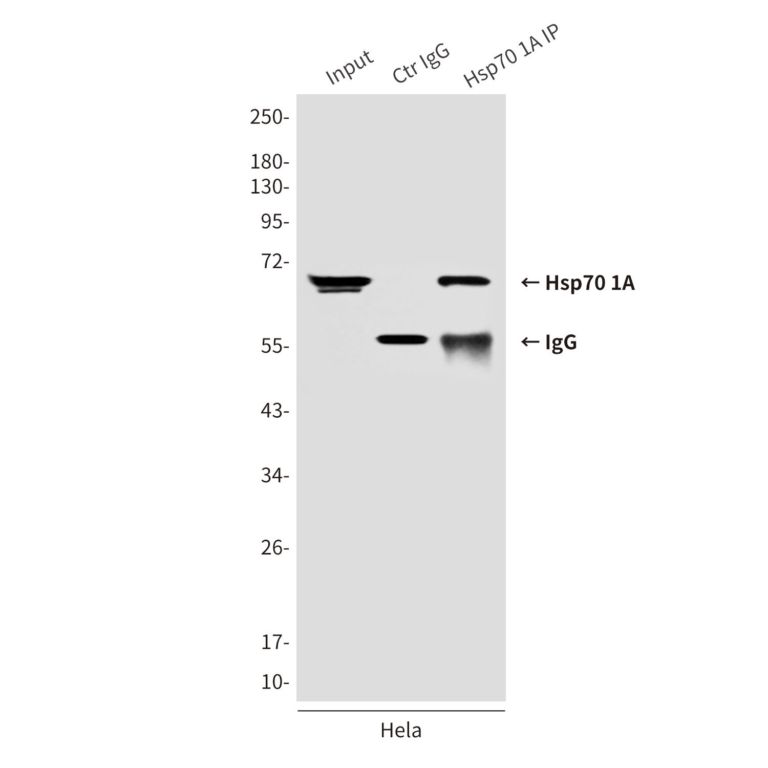 Anti-Hsp70 1A Mouse mAb [98K85L07]