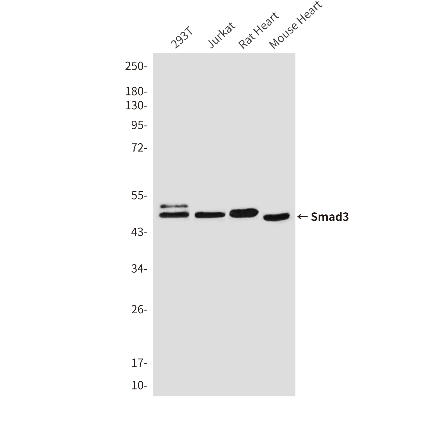 Anti-Smad3 Mouse mAb [38L53M73]