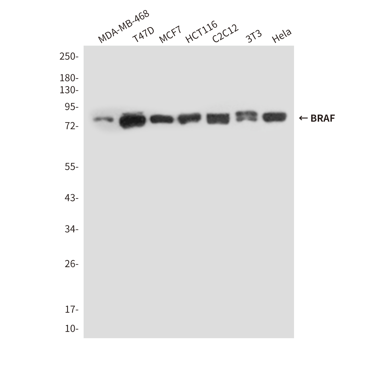 Anti-BRAF Mouse mAb [29M43L94]