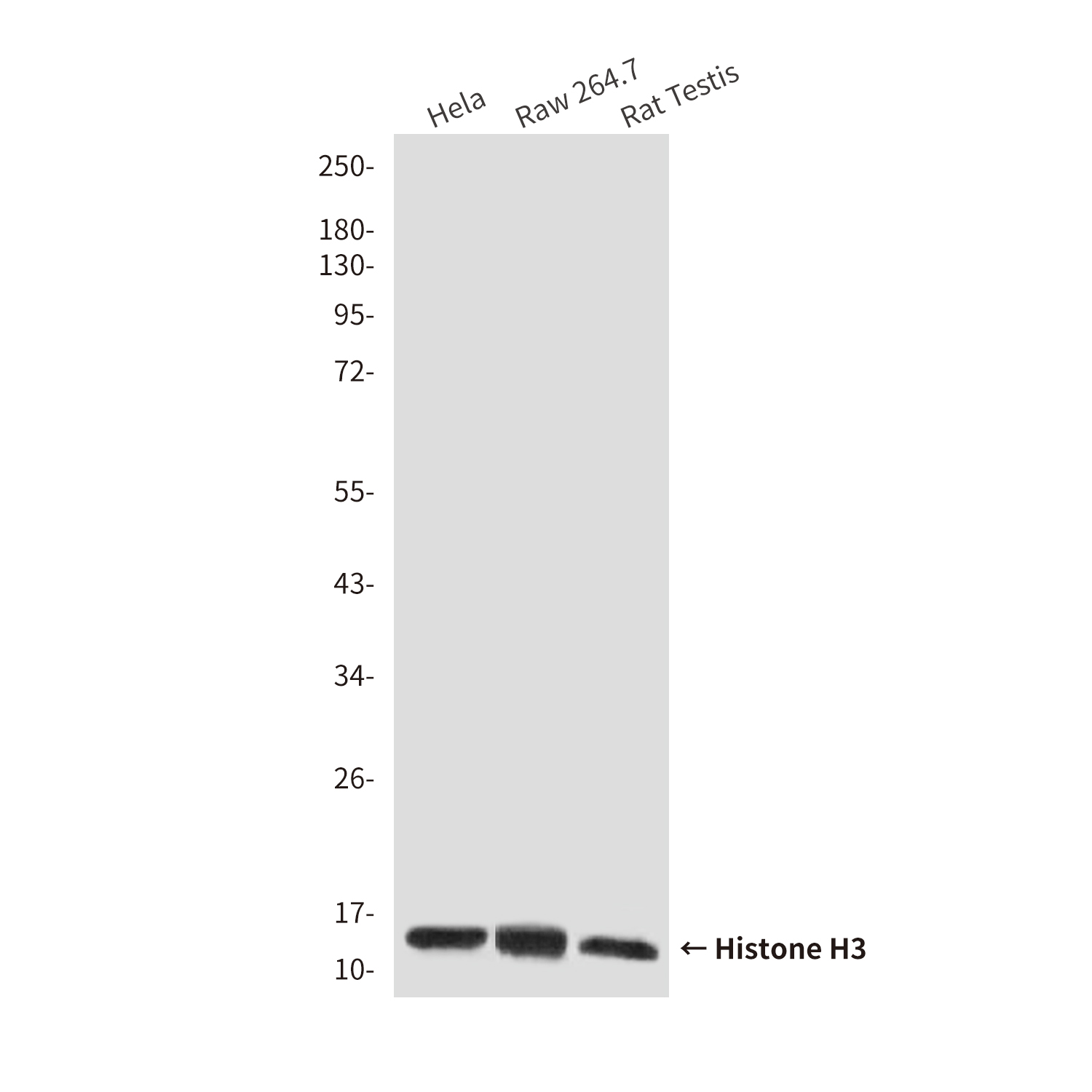Anti-Histone H3 Mouse mAb [61M88M73]