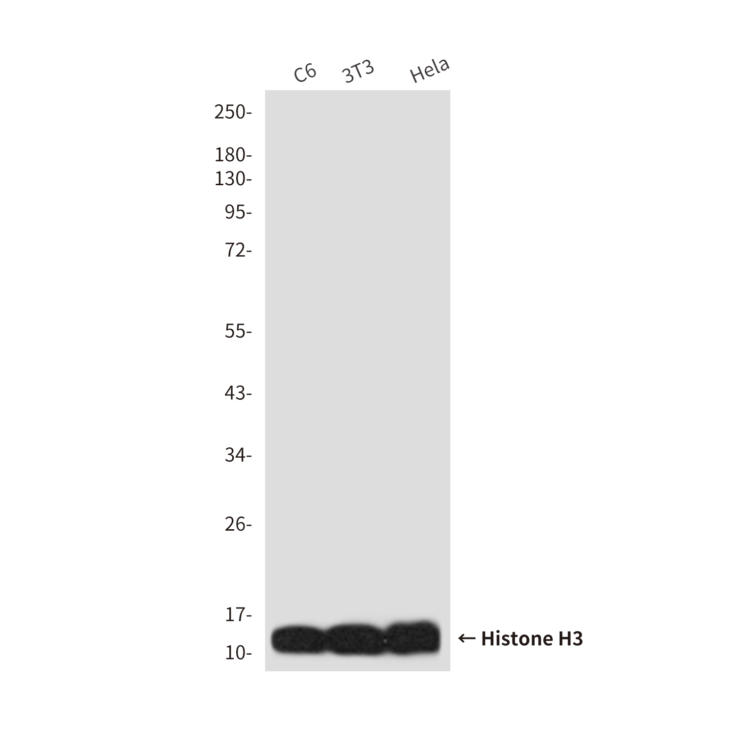Anti-Histone H3 Mouse mAb [61M88M73]