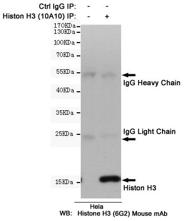 Anti-Histone H3 Mouse mAb [61M88M73]