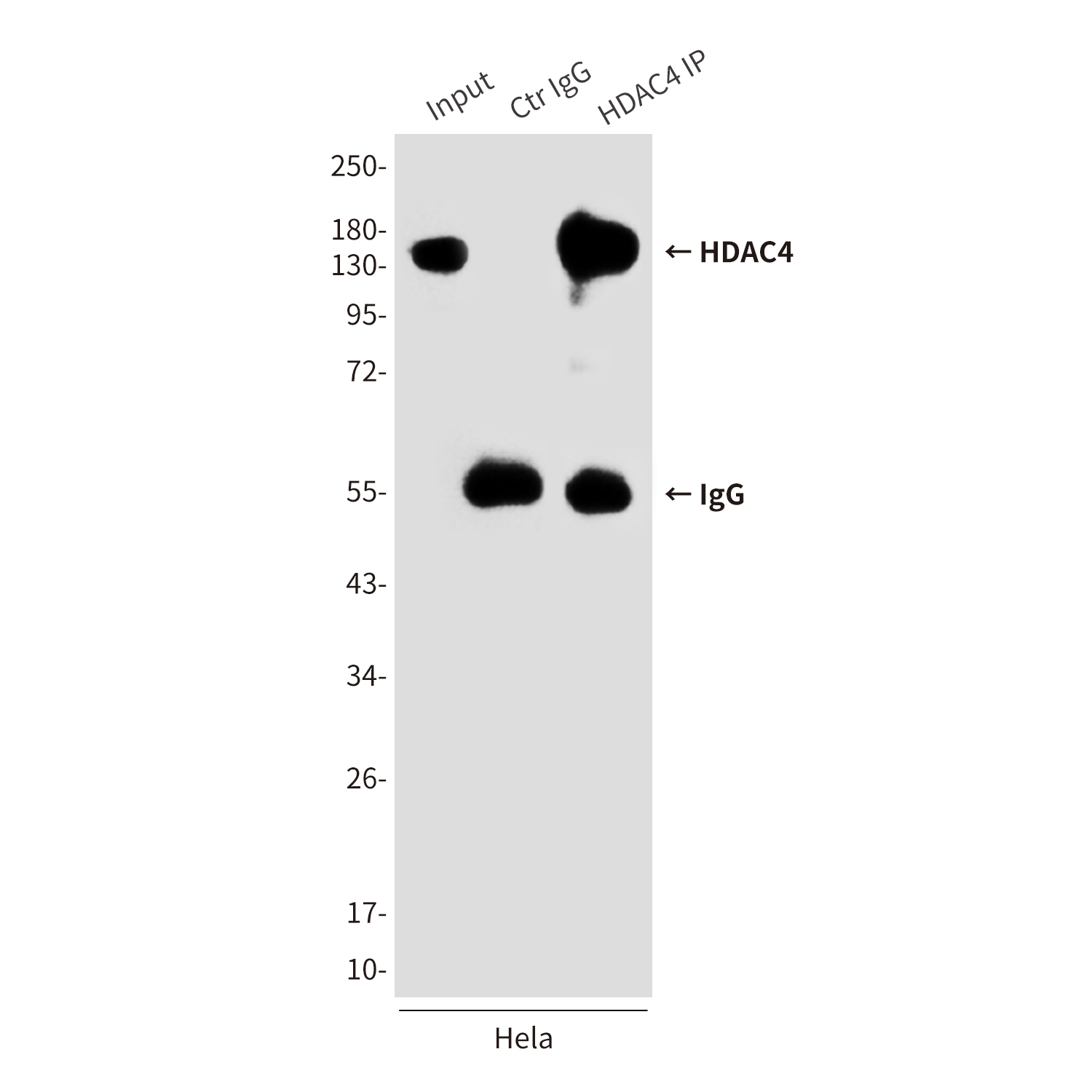 Anti-HDAC4 Mouse mAb [18L89L31]