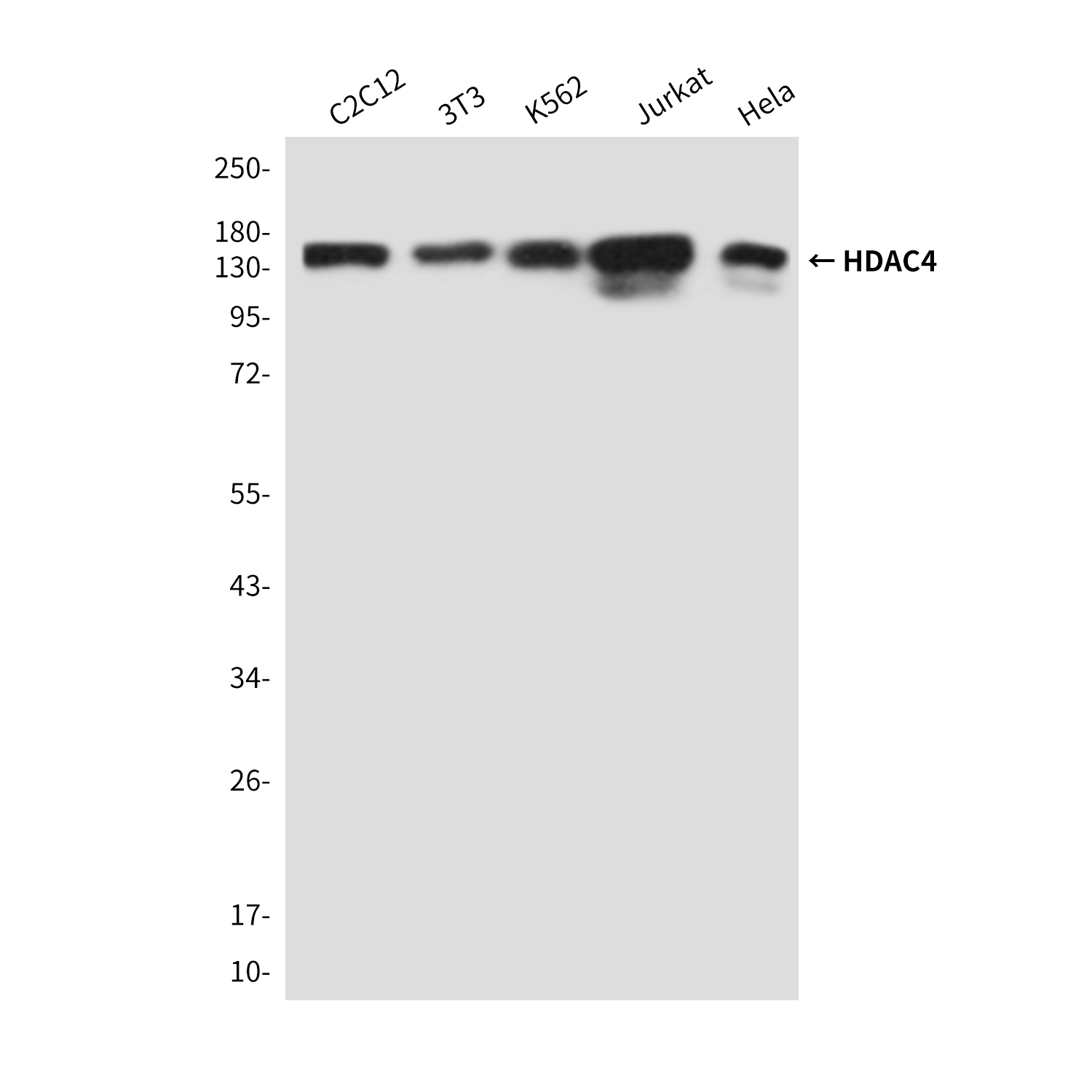 Anti-HDAC4 Mouse mAb [18L89L31]