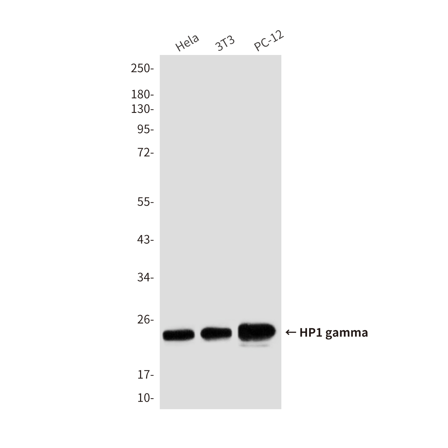 Anti-HP1 gamma Mouse mAb [72K19K71]