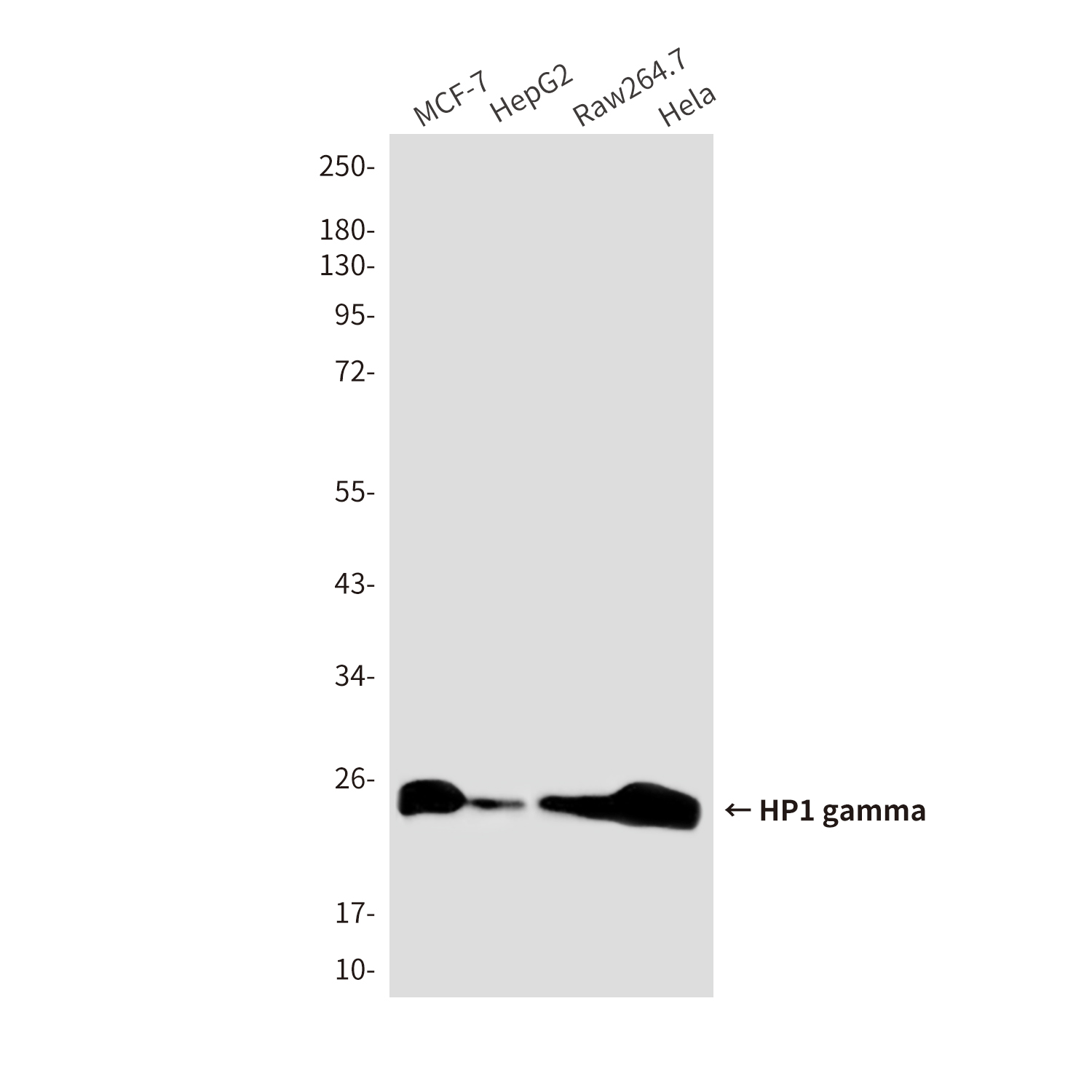 Anti-HP1 gamma Mouse mAb [72K19K71]