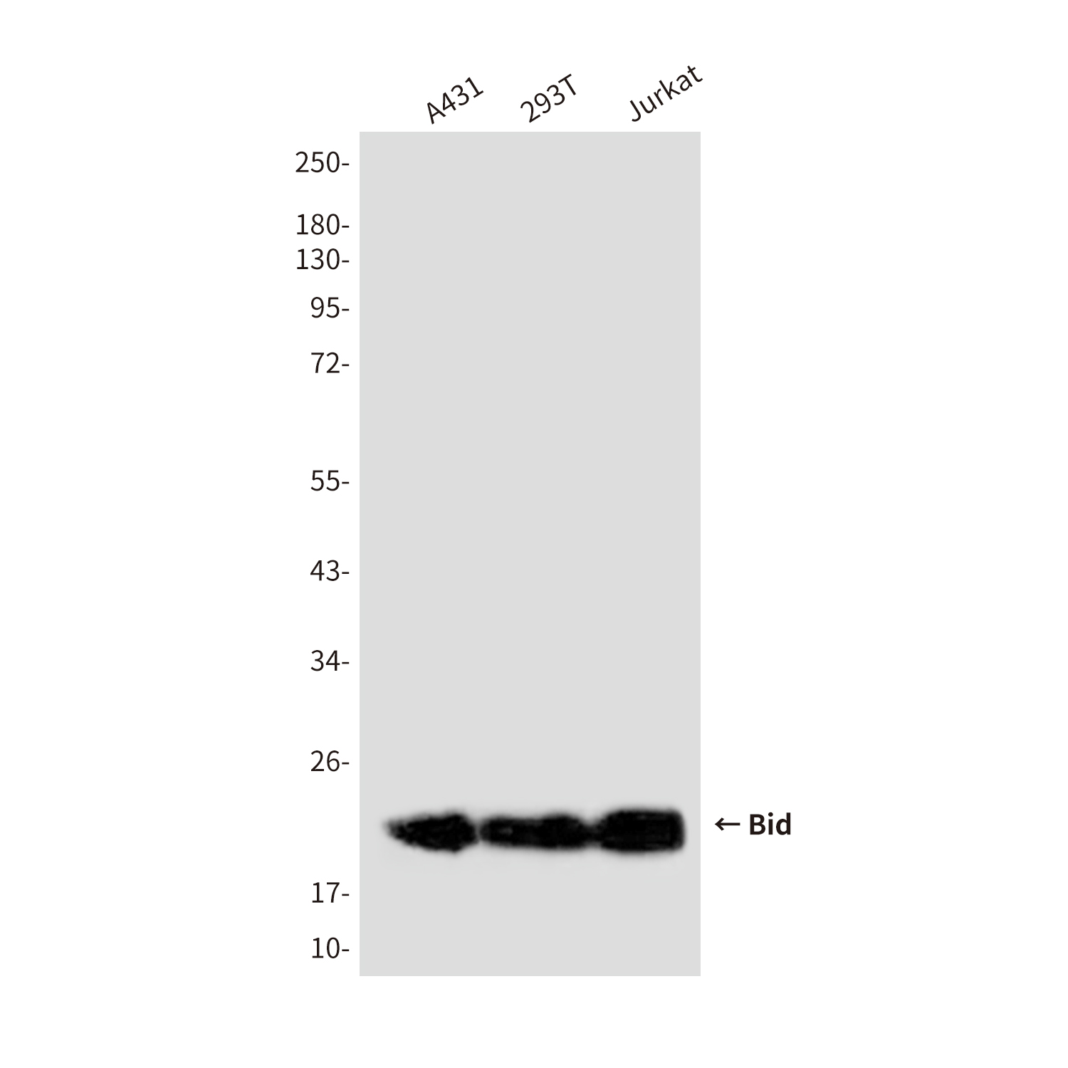 Anti-Bid Mouse mAb [22M87L71]