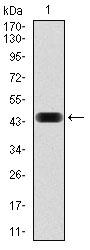 Anti-NCK1 Mouse mAb [35L71K83]