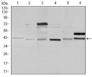 Anti-NCK1 Mouse mAb [35L71K83]