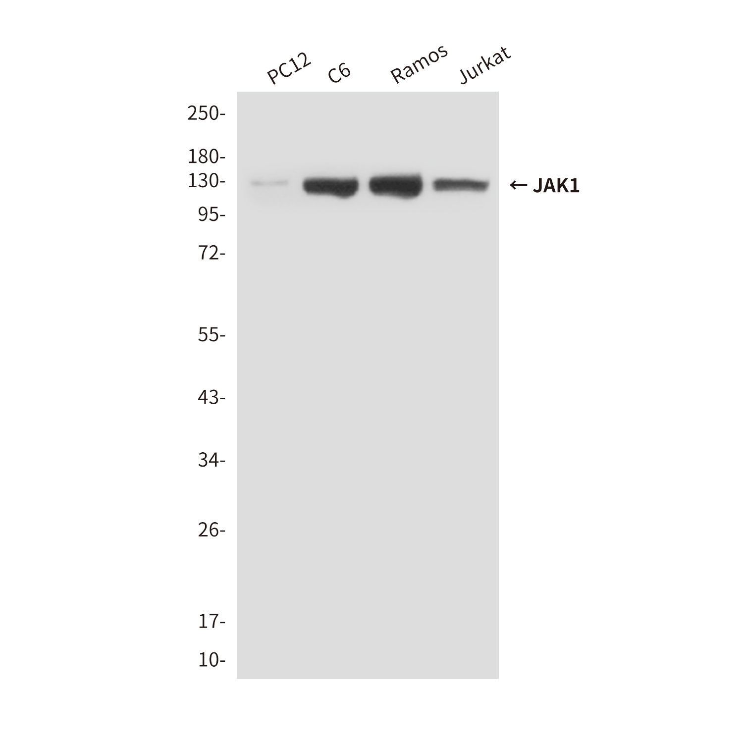 Anti-JAK1 Mouse mAb [81M71M10]