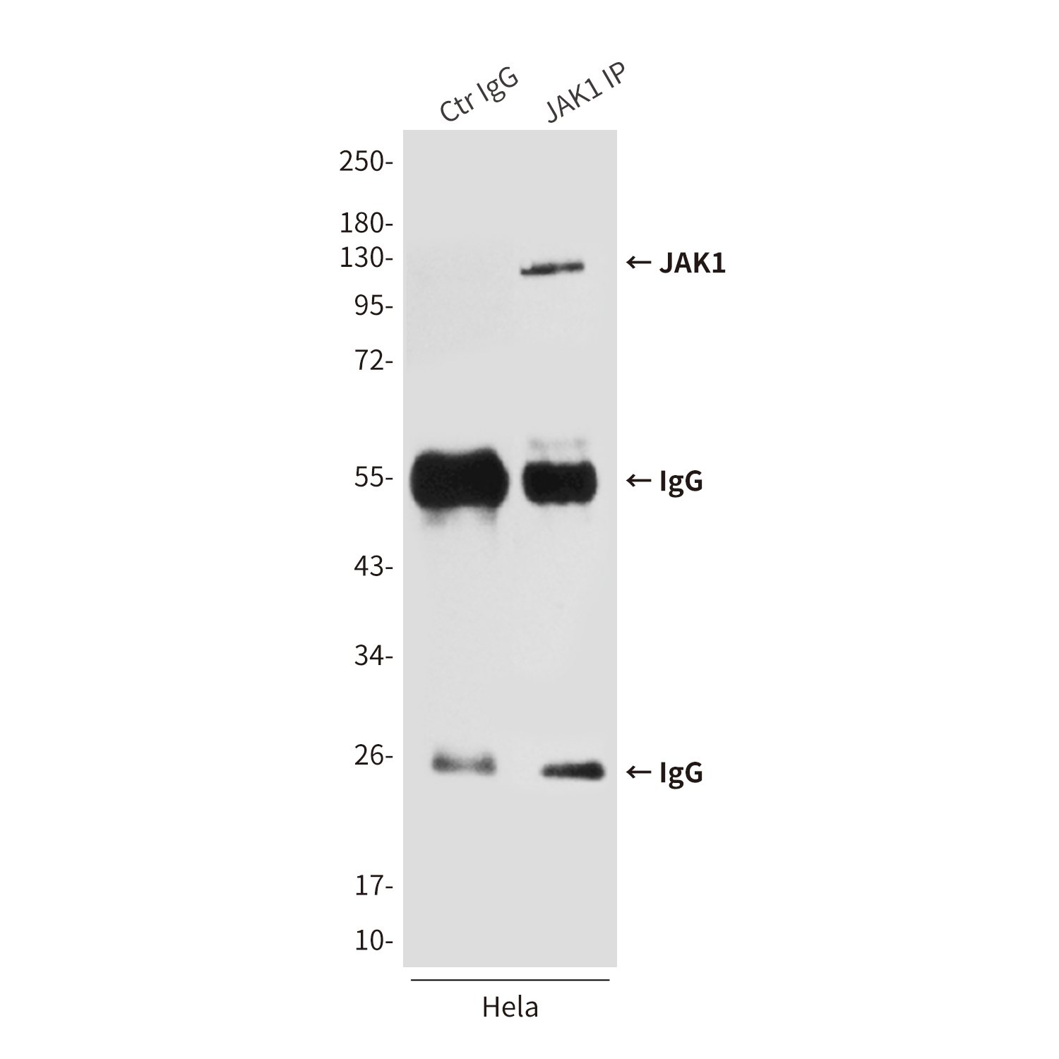 Anti-JAK1 Mouse mAb [81M71M10]