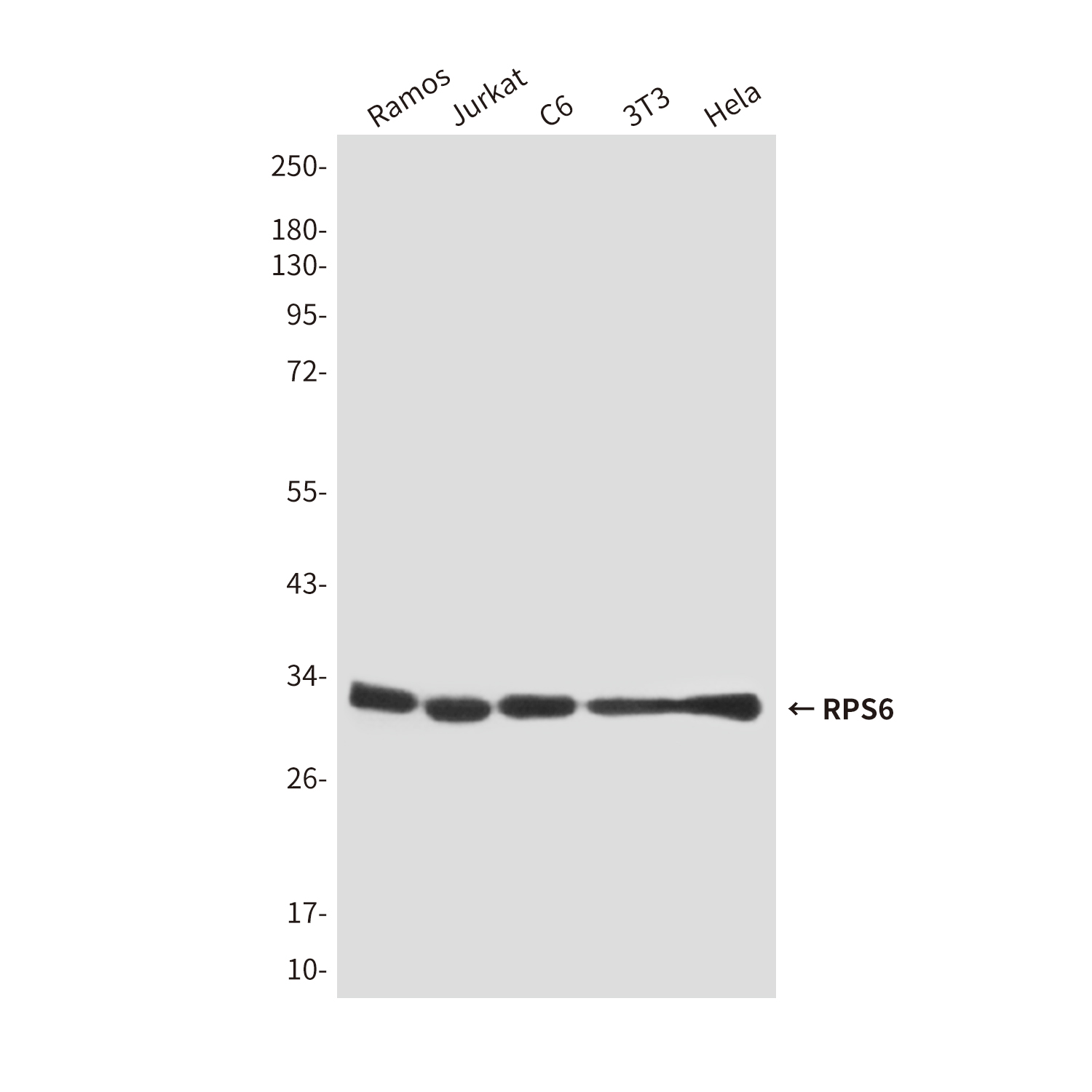 Anti-RPS6 Mouse mAb [25L42M40]