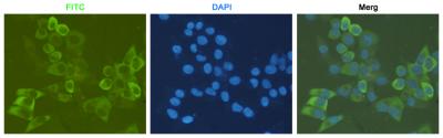 Anti-RPS6 Mouse mAb [25L42M40]