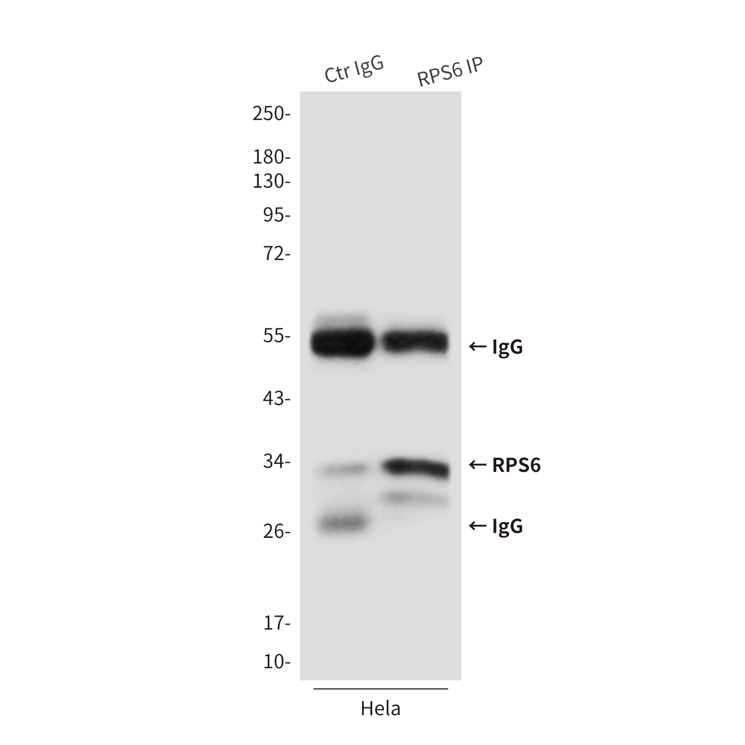 Anti-RPS6 Mouse mAb [25L42M40]