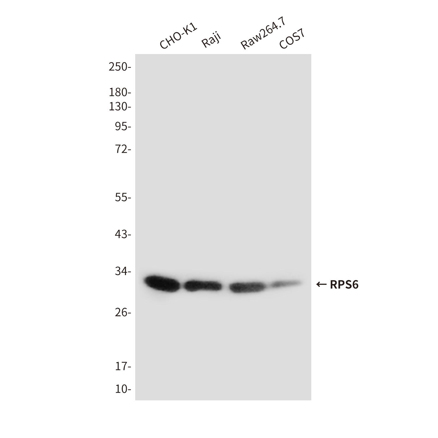 Anti-RPS6 Mouse mAb [25L42M40]