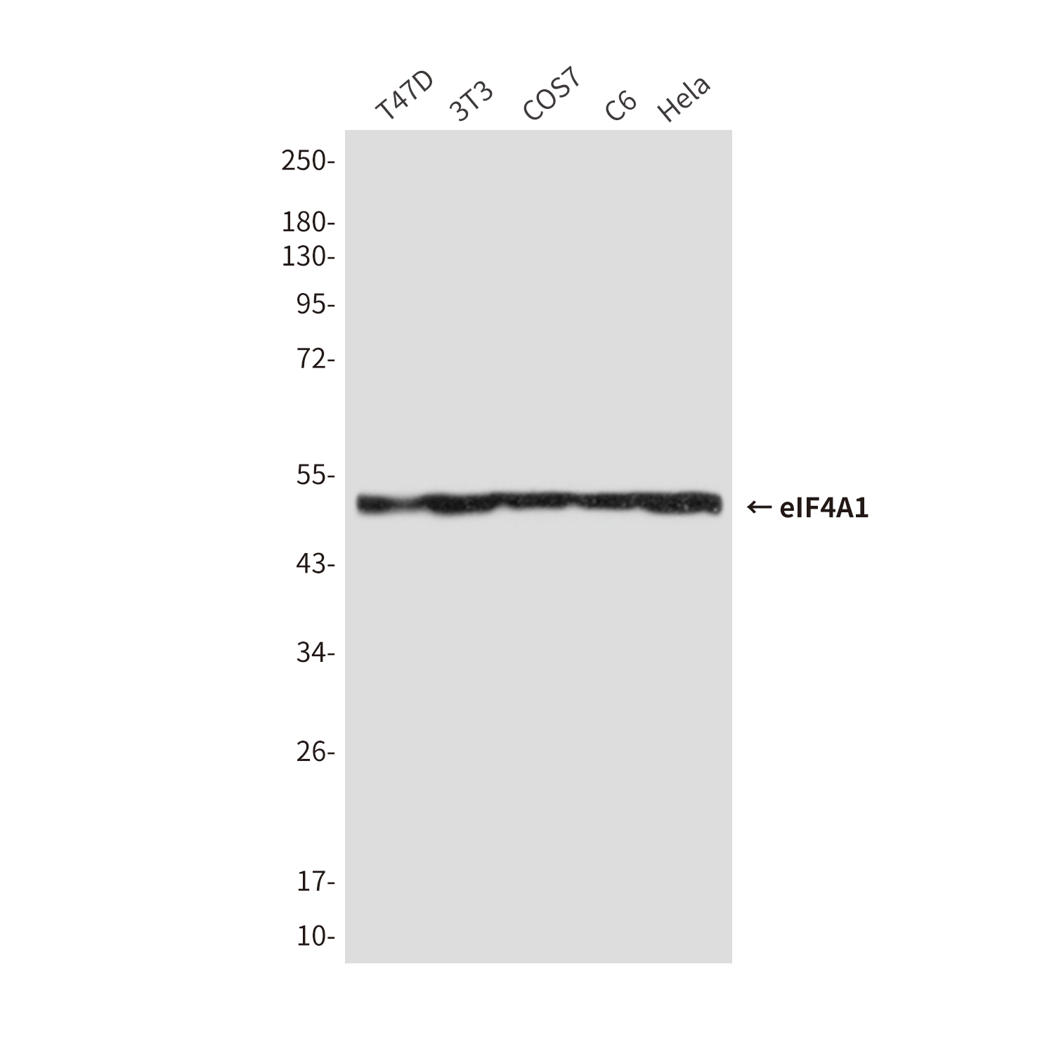 Anti-eIF4A1 Mouse mAb [58K32M65]