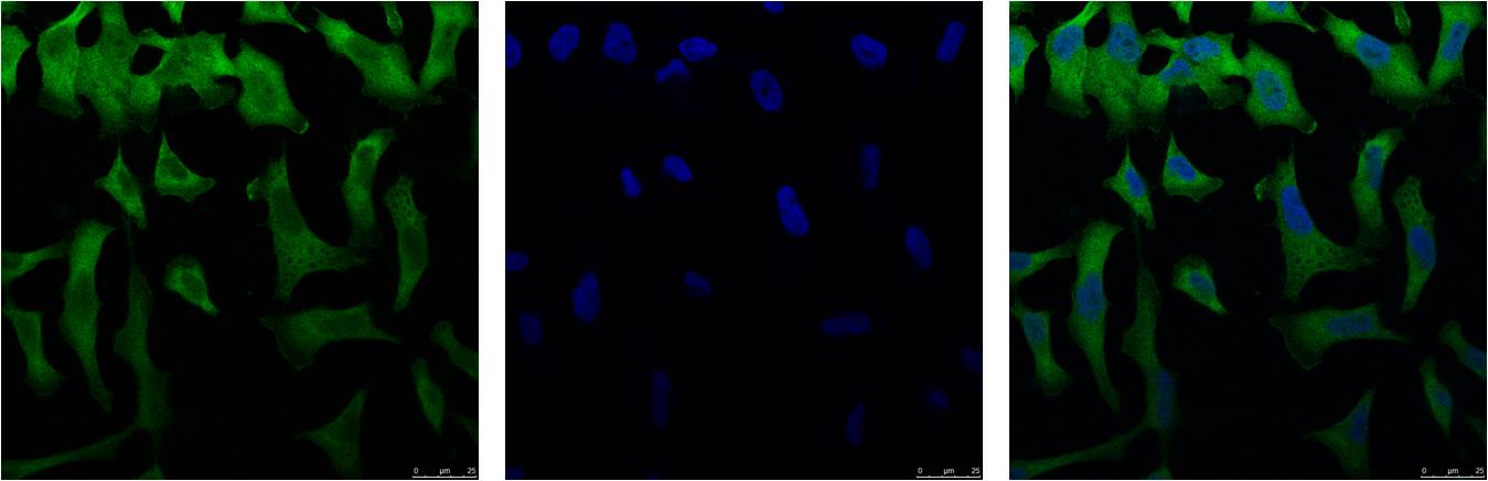 Anti-eIF4A1 Mouse mAb [58K32M65]