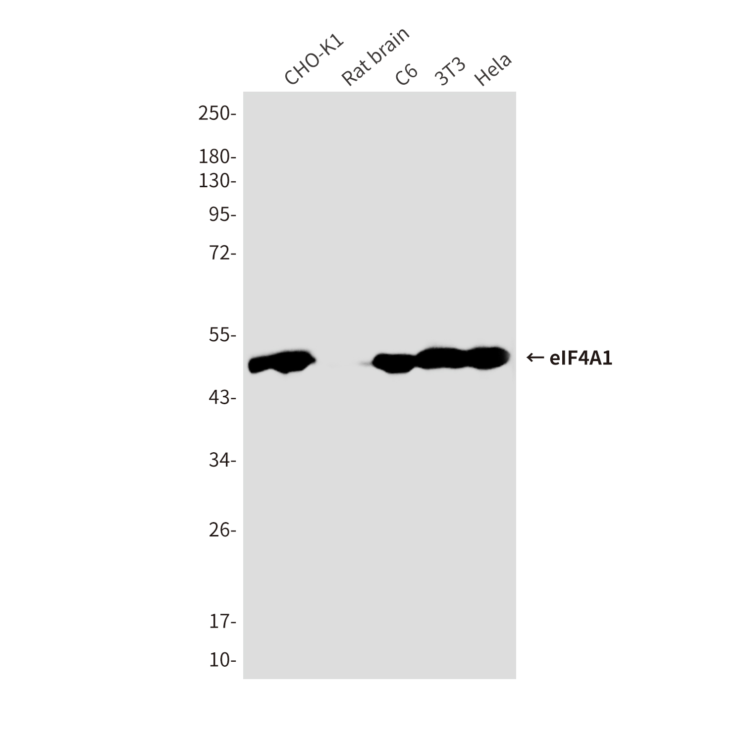 Anti-eIF4A1 Mouse mAb [58K32M65]