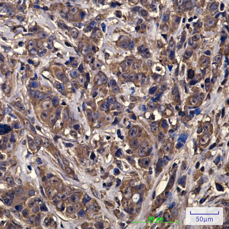 Anti-eIF4A1 Mouse mAb [58K32M65]