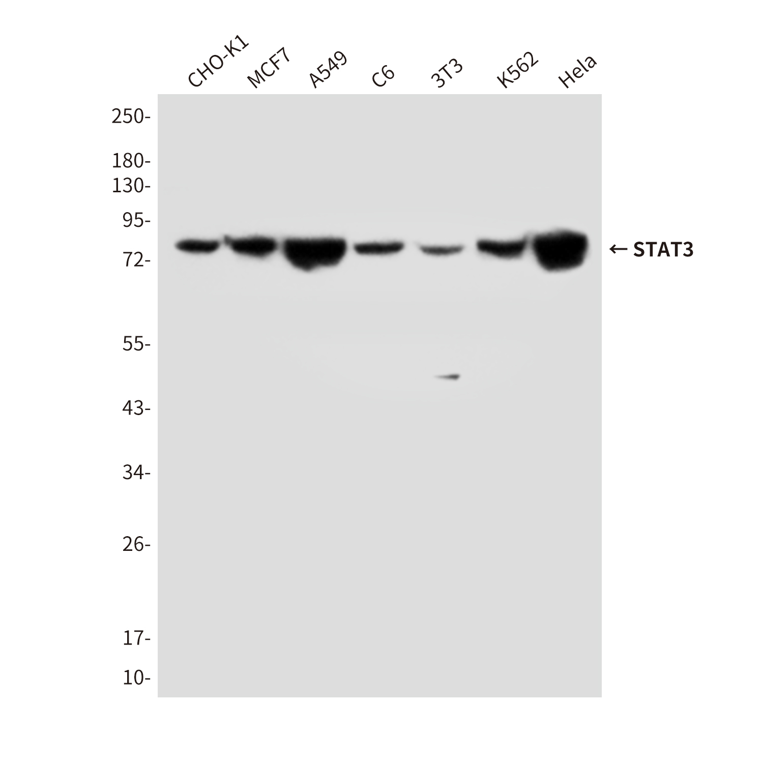 Anti-STAT3 Mouse mAb [51M17L07]