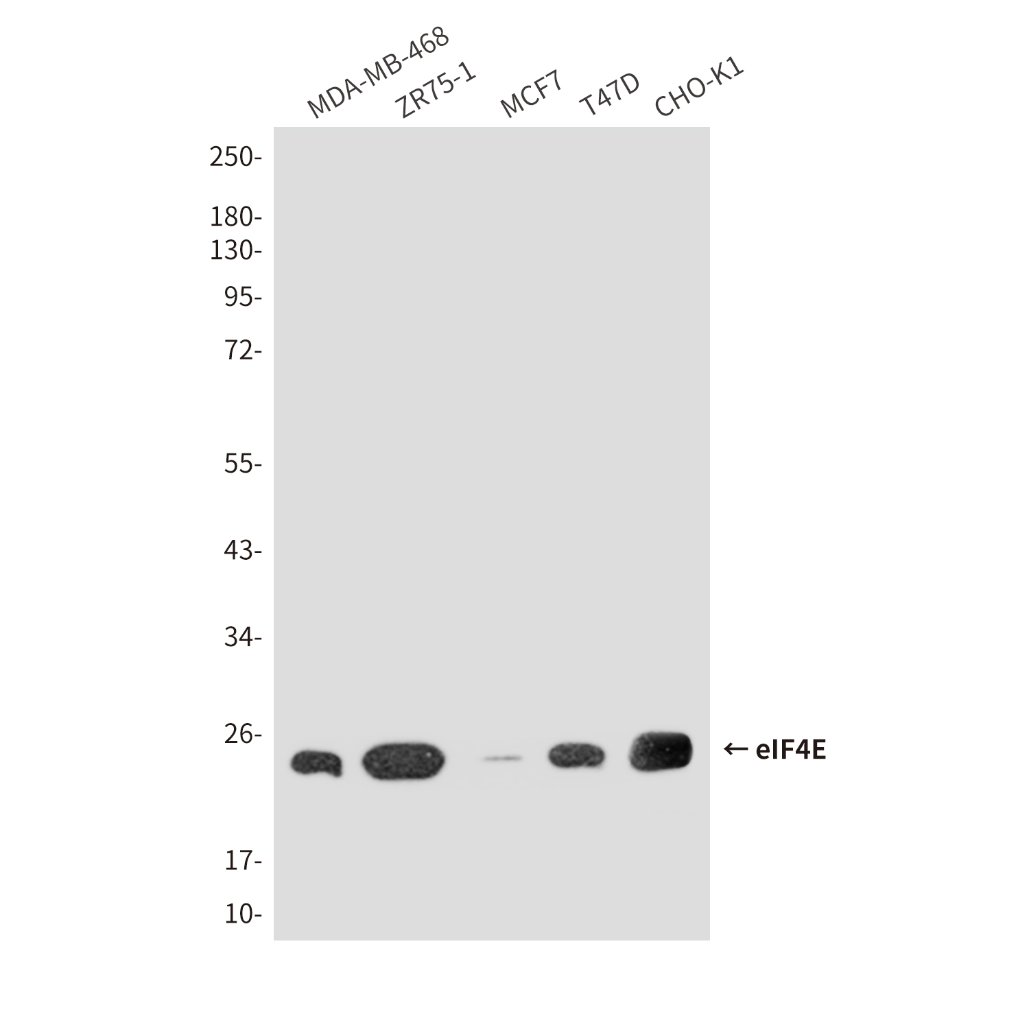 Anti-eIF4E Mouse mAb [14K08L25]