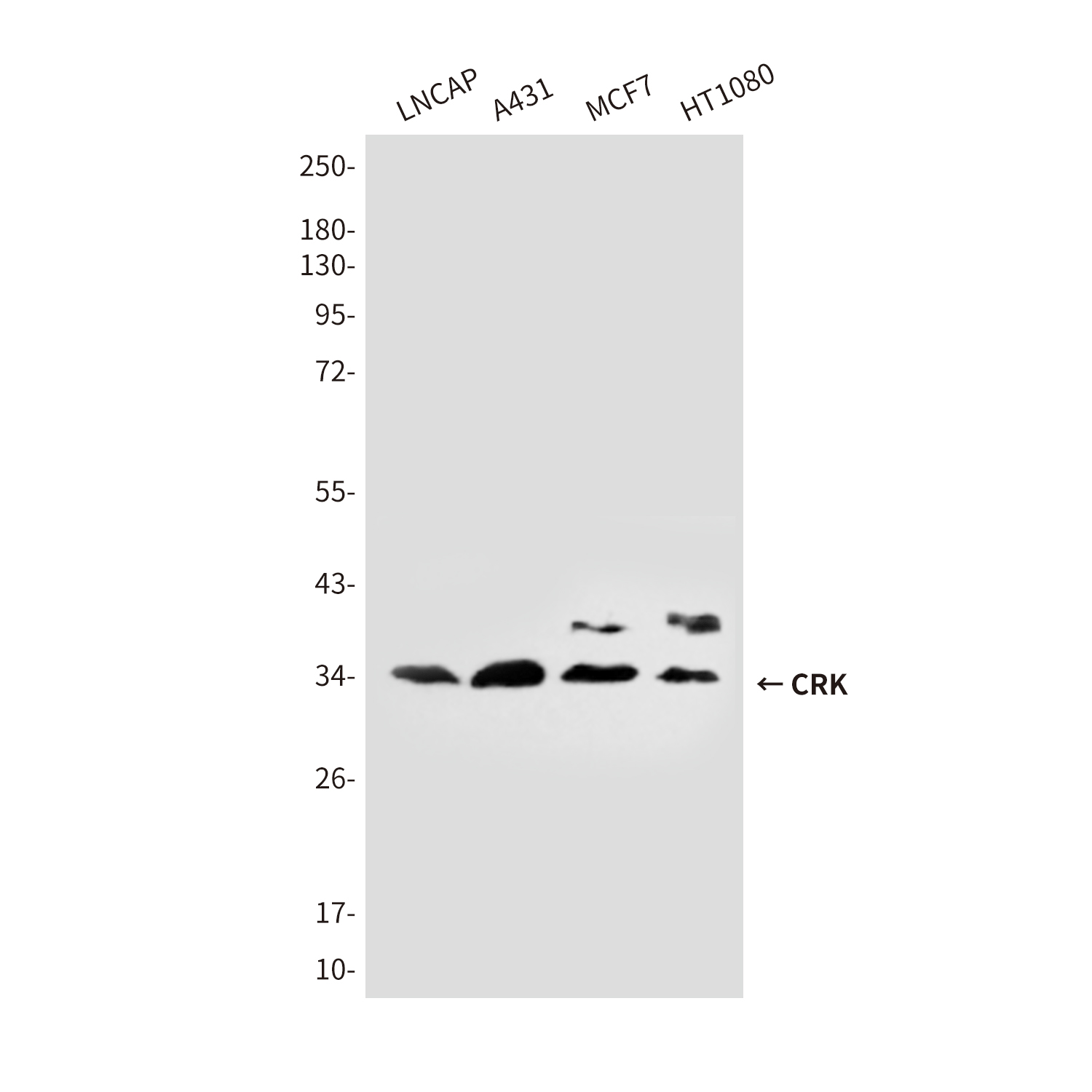 Anti-CRK Mouse mAb [40L38L08]