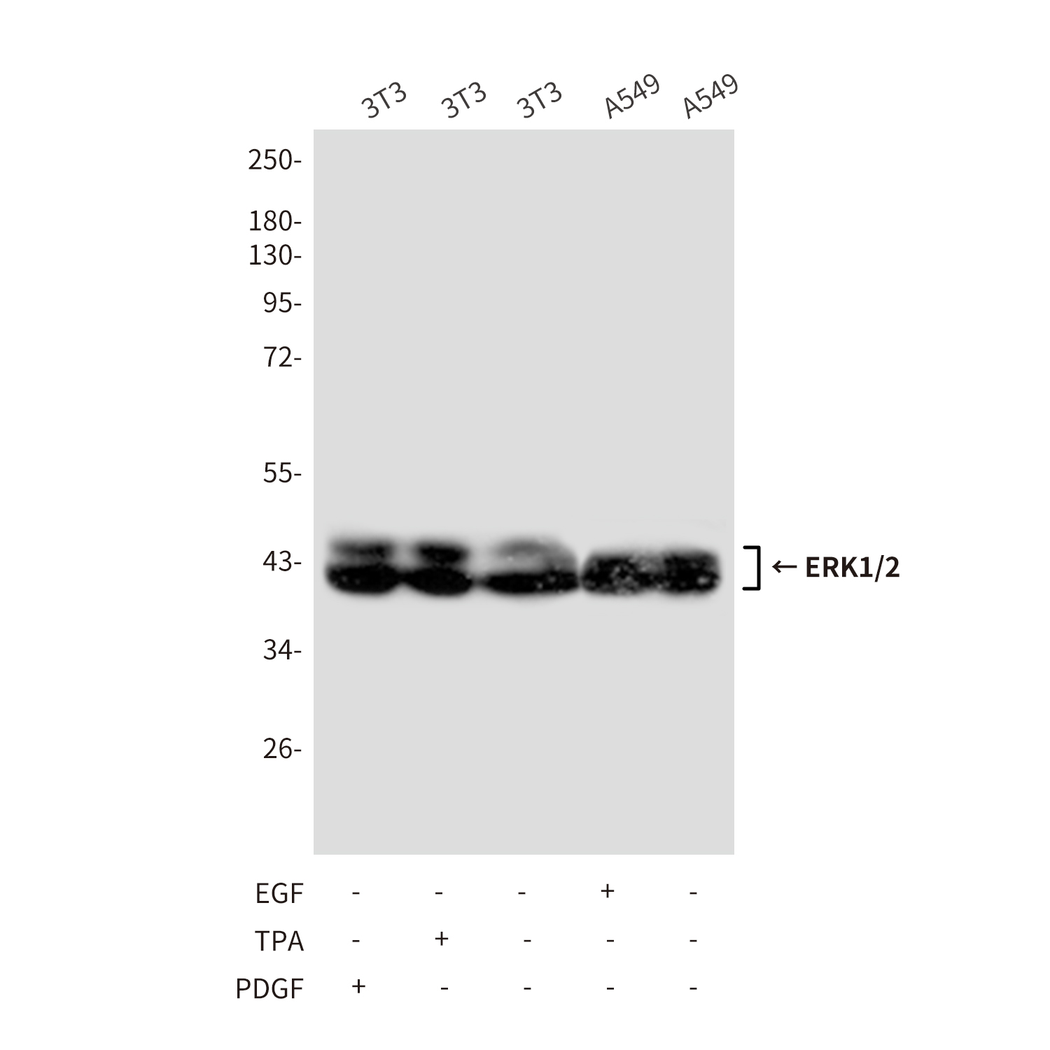 Anti-ERK1/2 Mouse mAb [69L76M03]