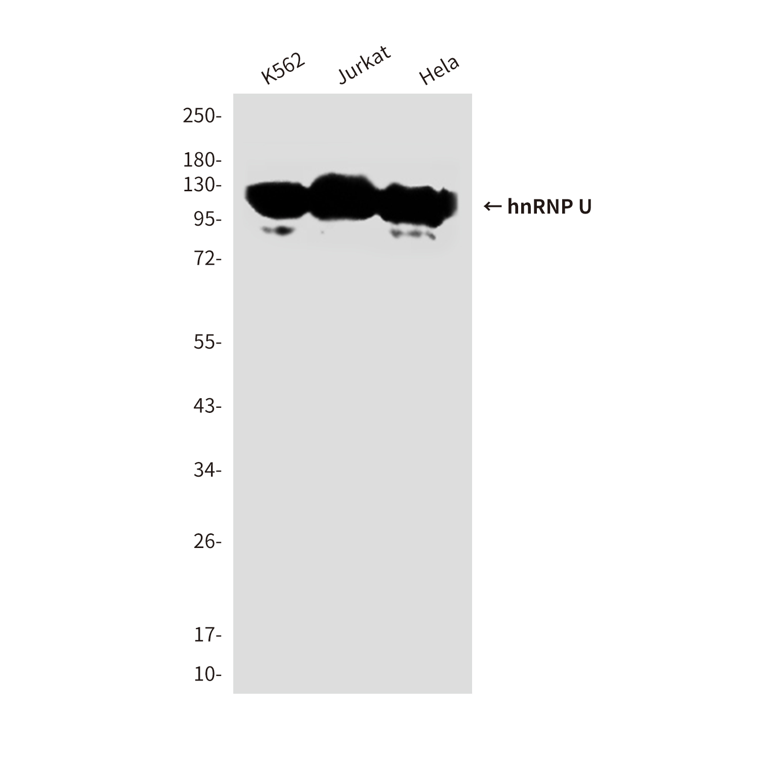 Anti-hnRNP U Mouse mAb [55K86M93]